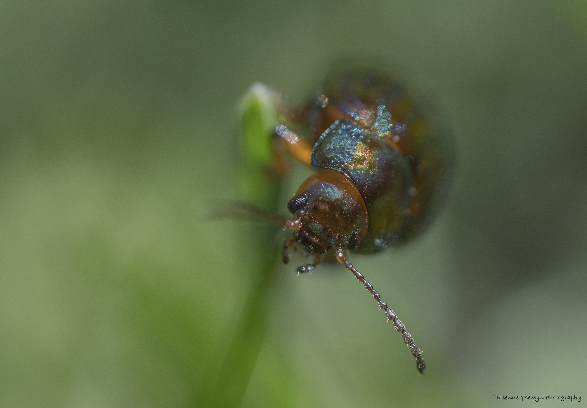 what-a-wonderfull-world