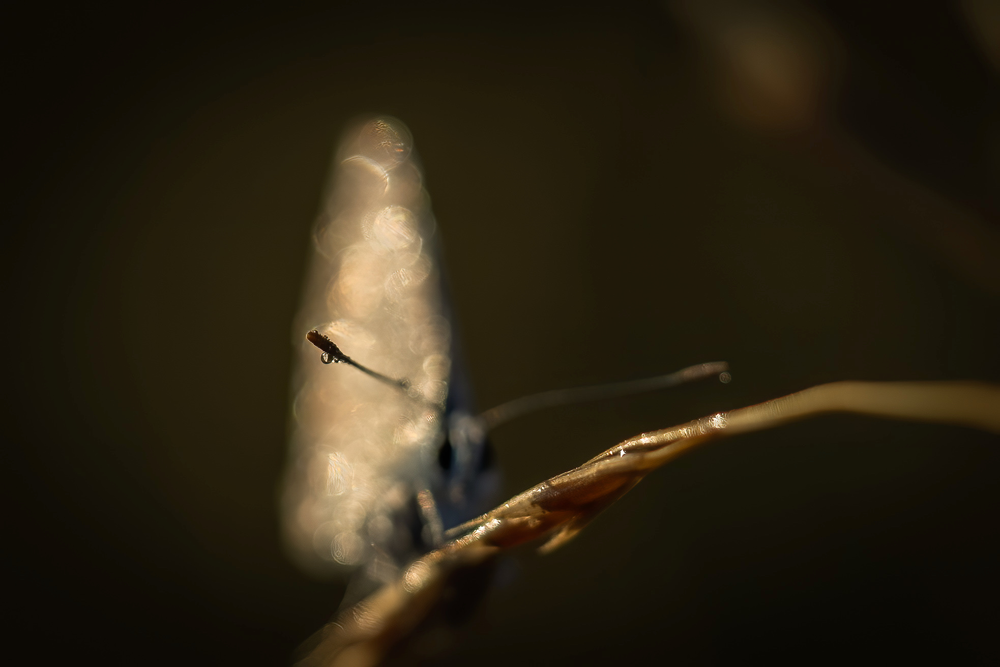 de-kunst-van-close-up-2