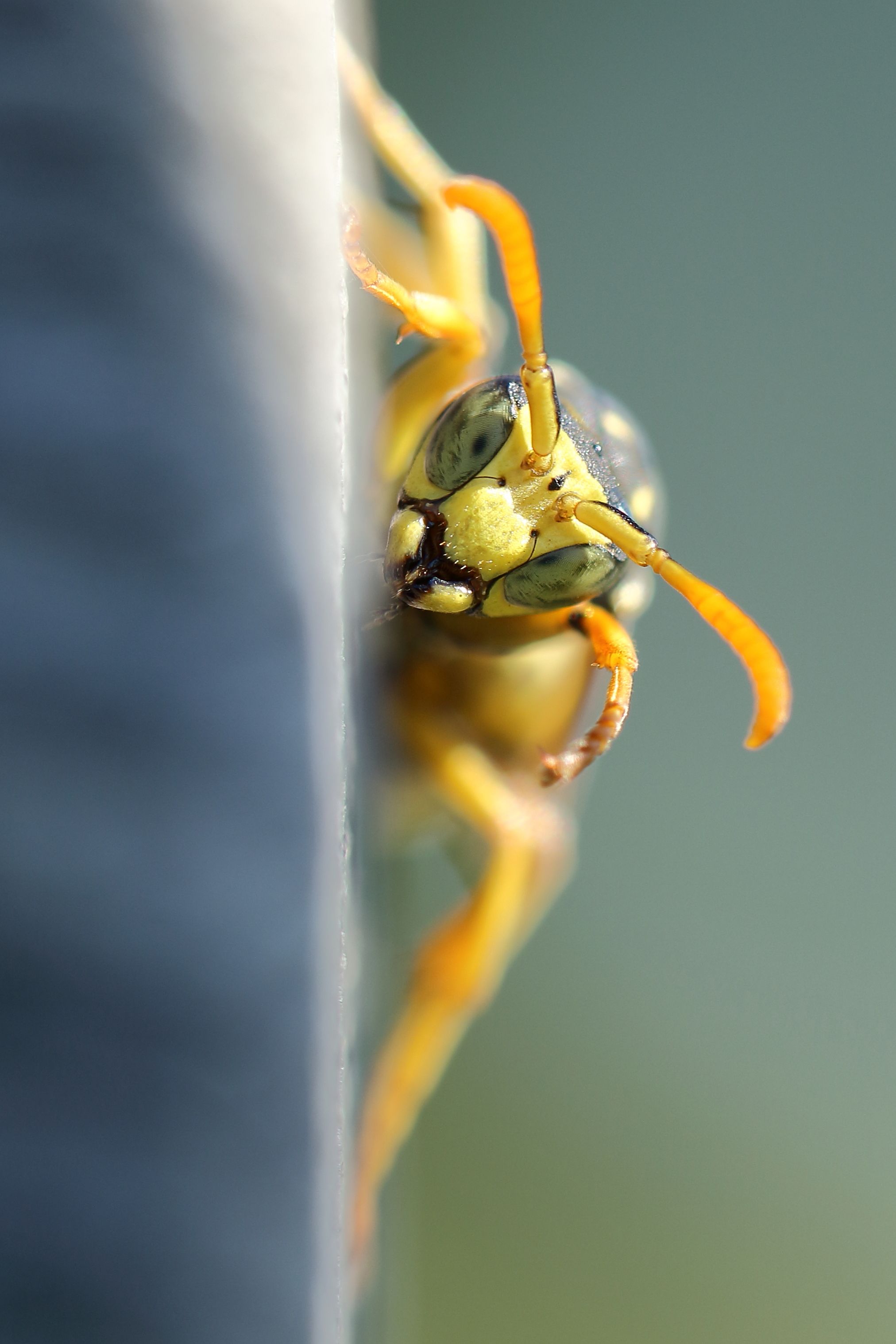 de-kunst-van-close-ups-10-1