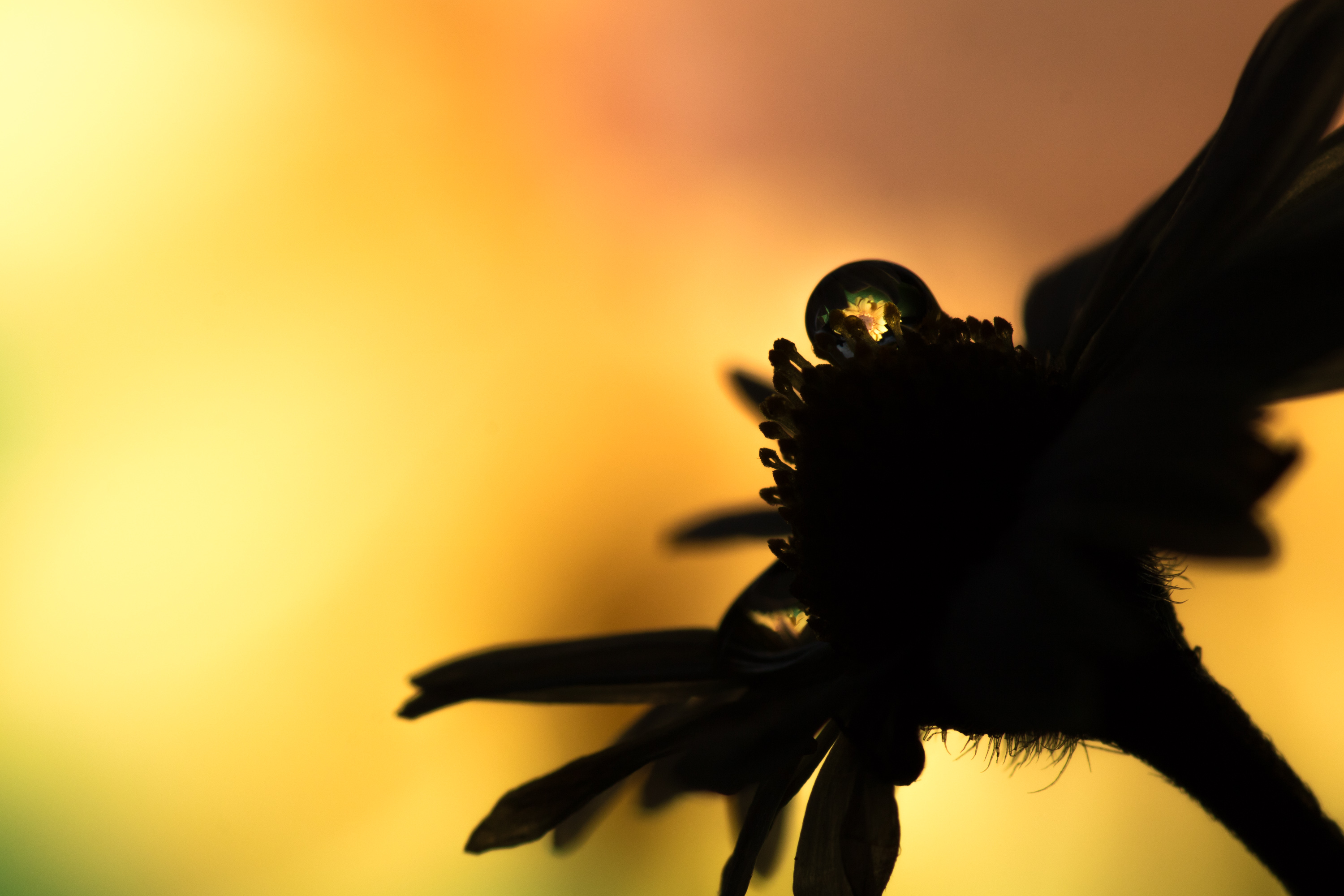 de-kunst-van-close-ups-14