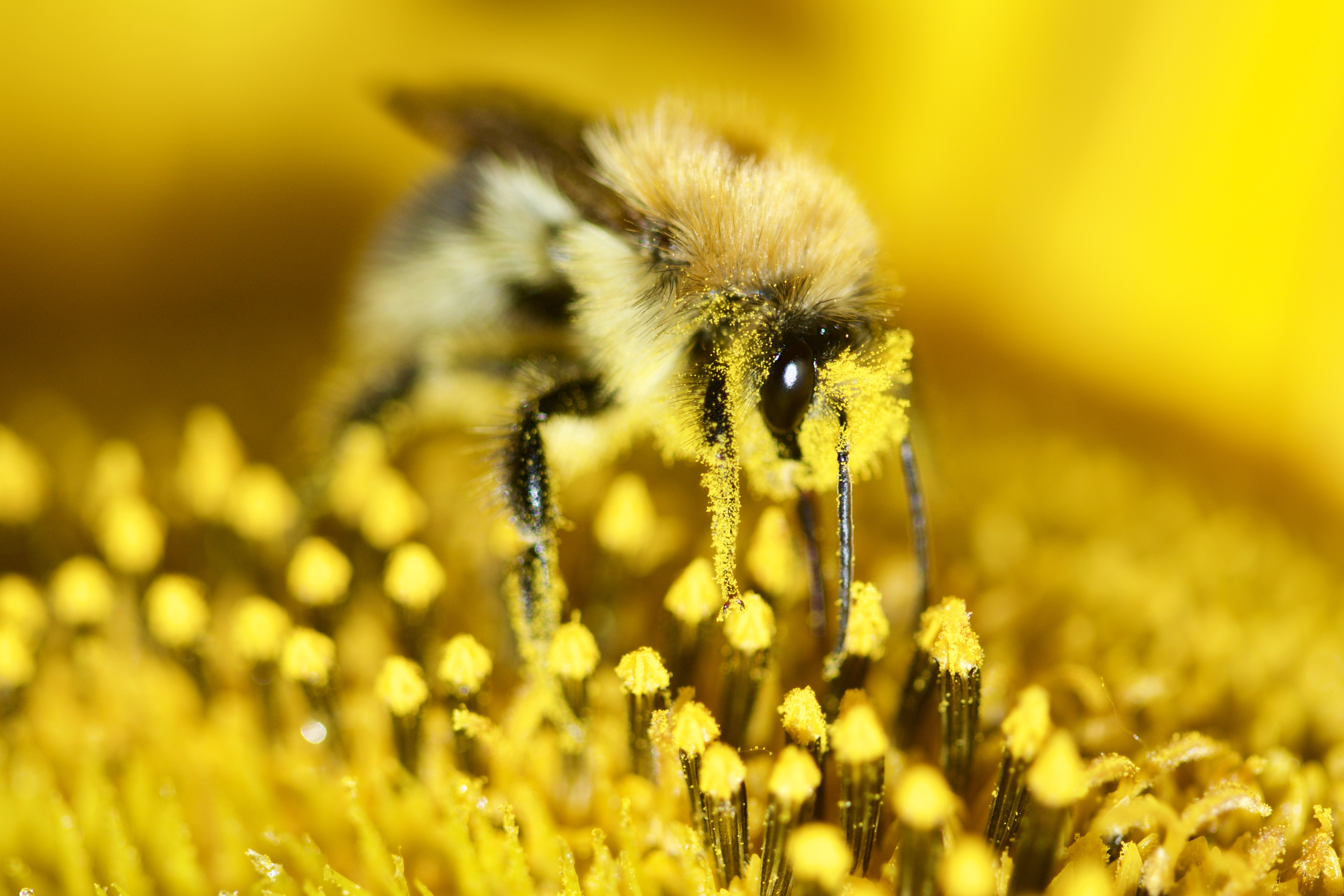 de-kunst-van-close-up-3