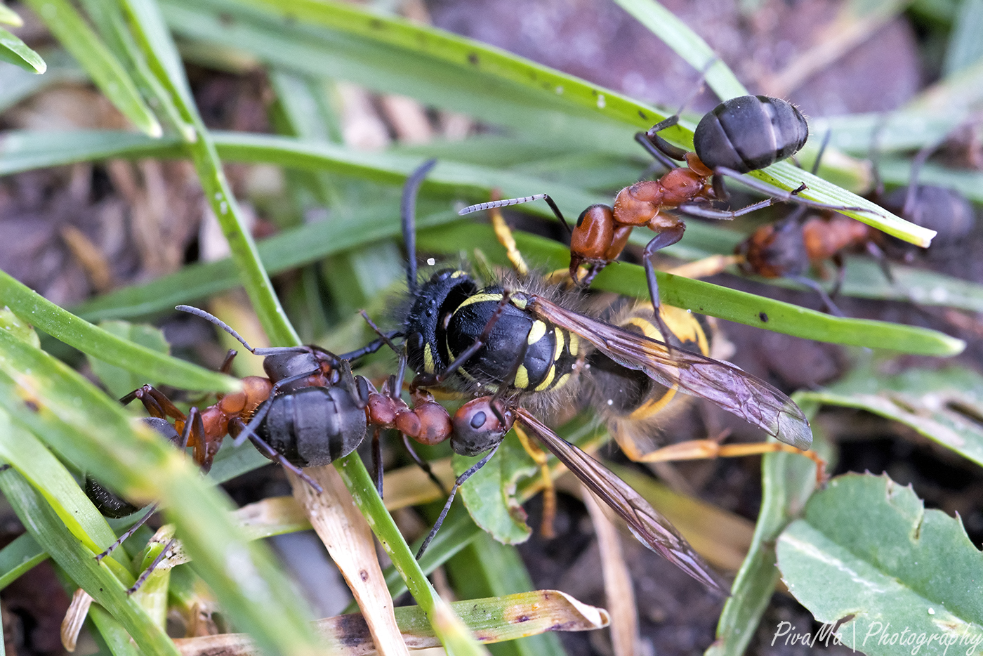 gevecht-tussen-kamp-geel-zwart-en-rood