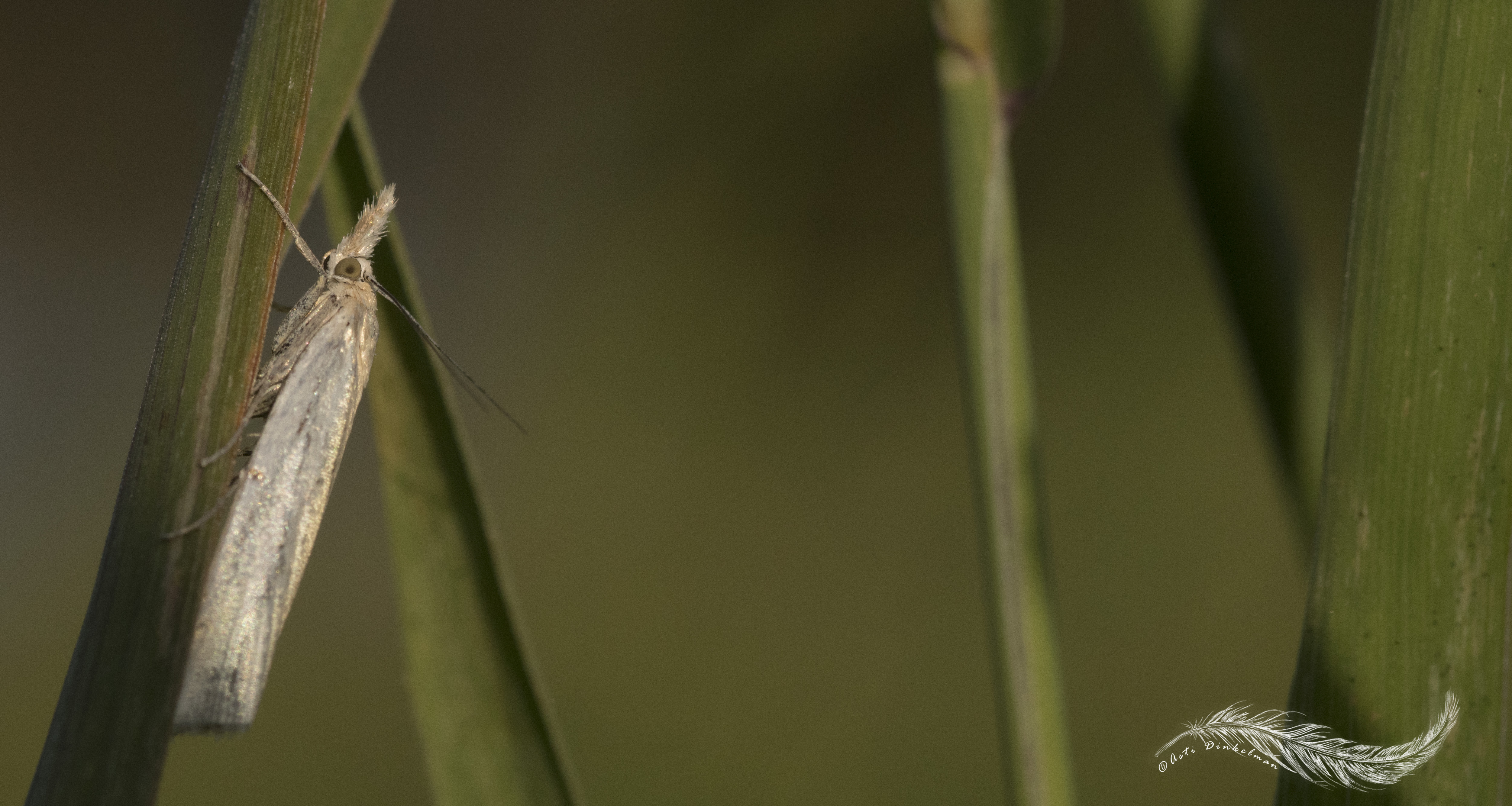 klein-vlindertje-motje-in-het-gras