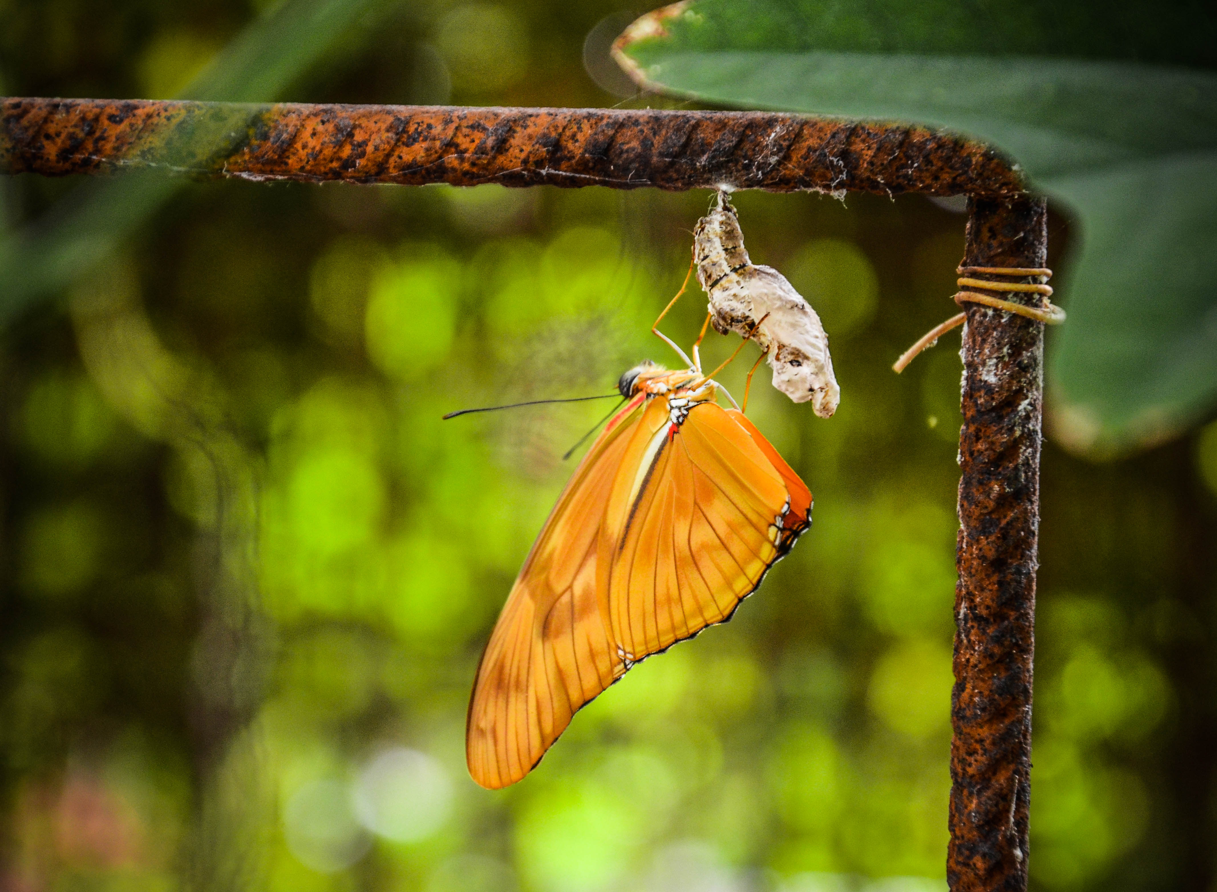 vlinder-net-uit-de-pop