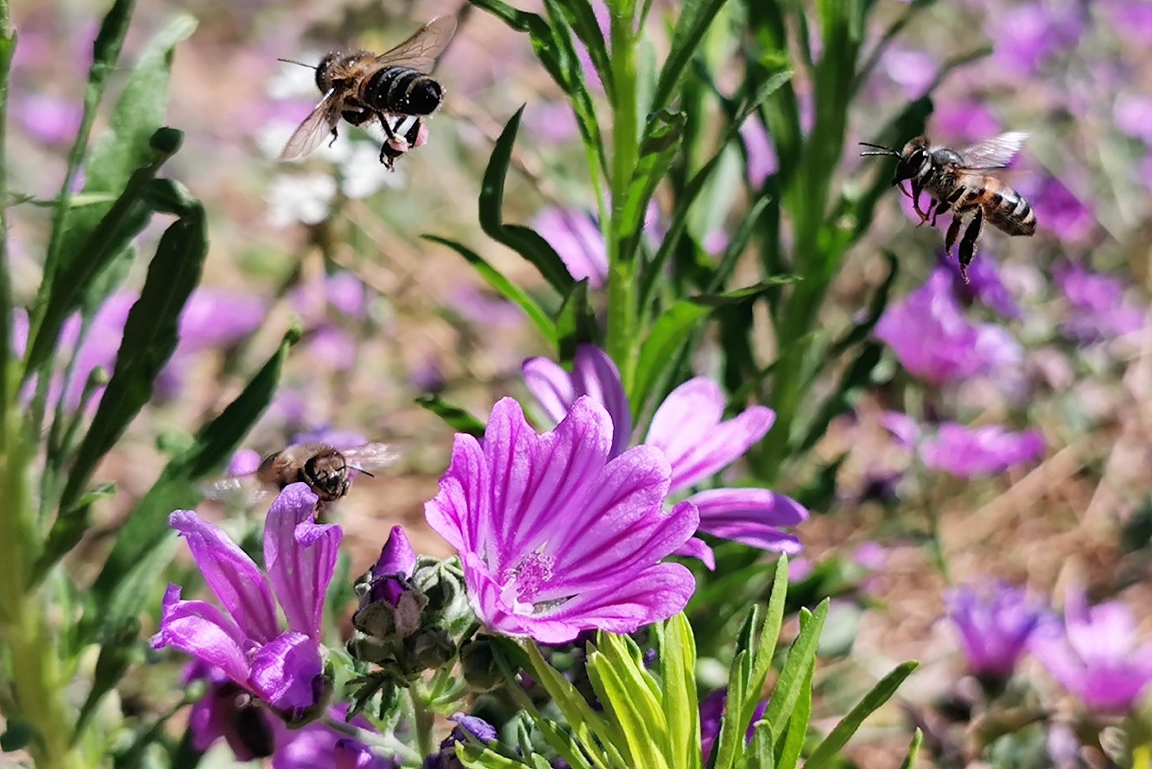 bijen-genieten-van-de-zomeraanbieding