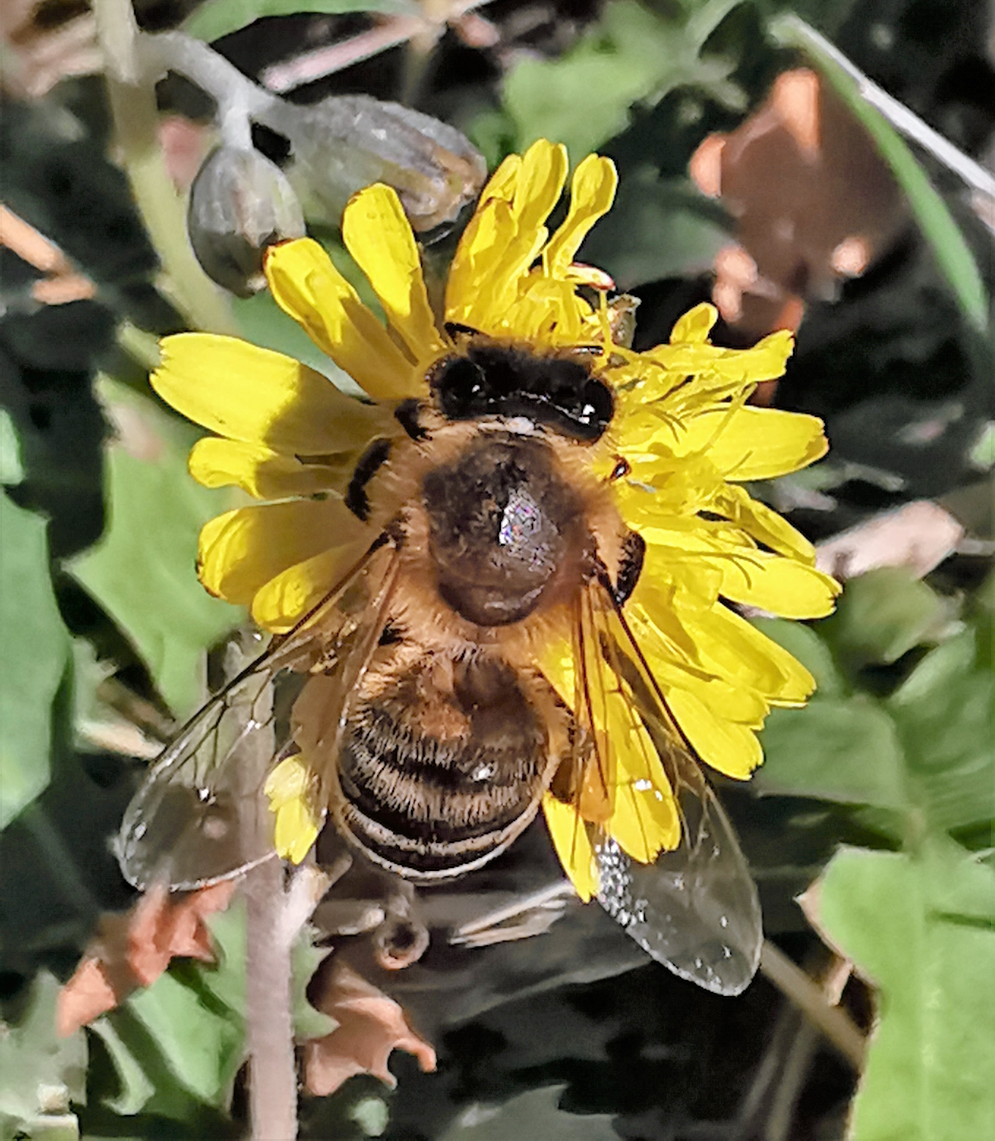 bij-op-zoek-naar-stuifmeel