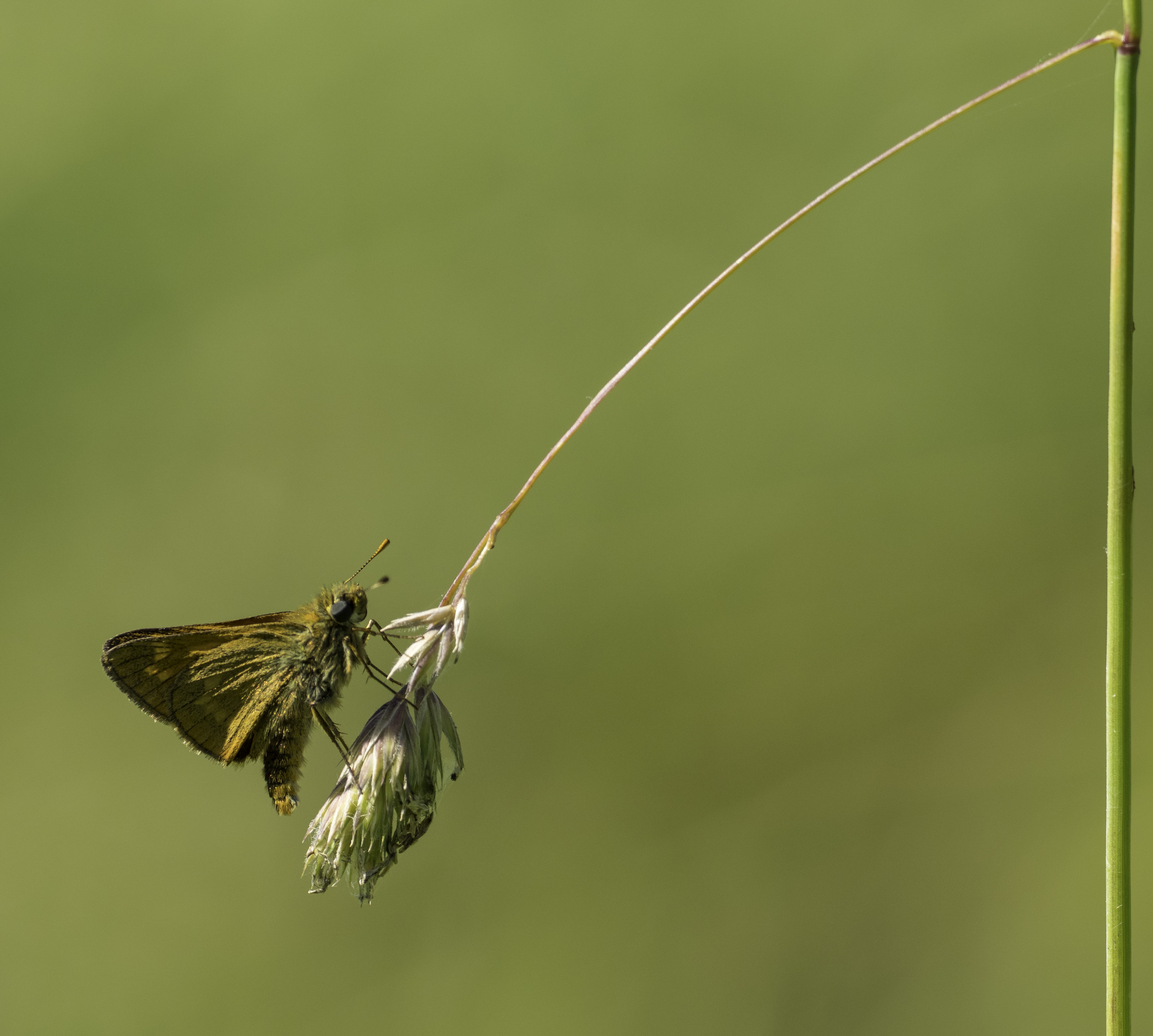 de-kunst-van-close-ups-0-9