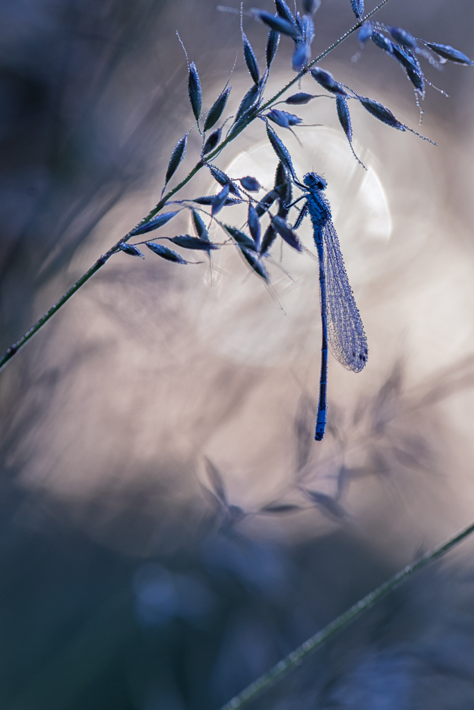 de-kunst-van-close-ups-23