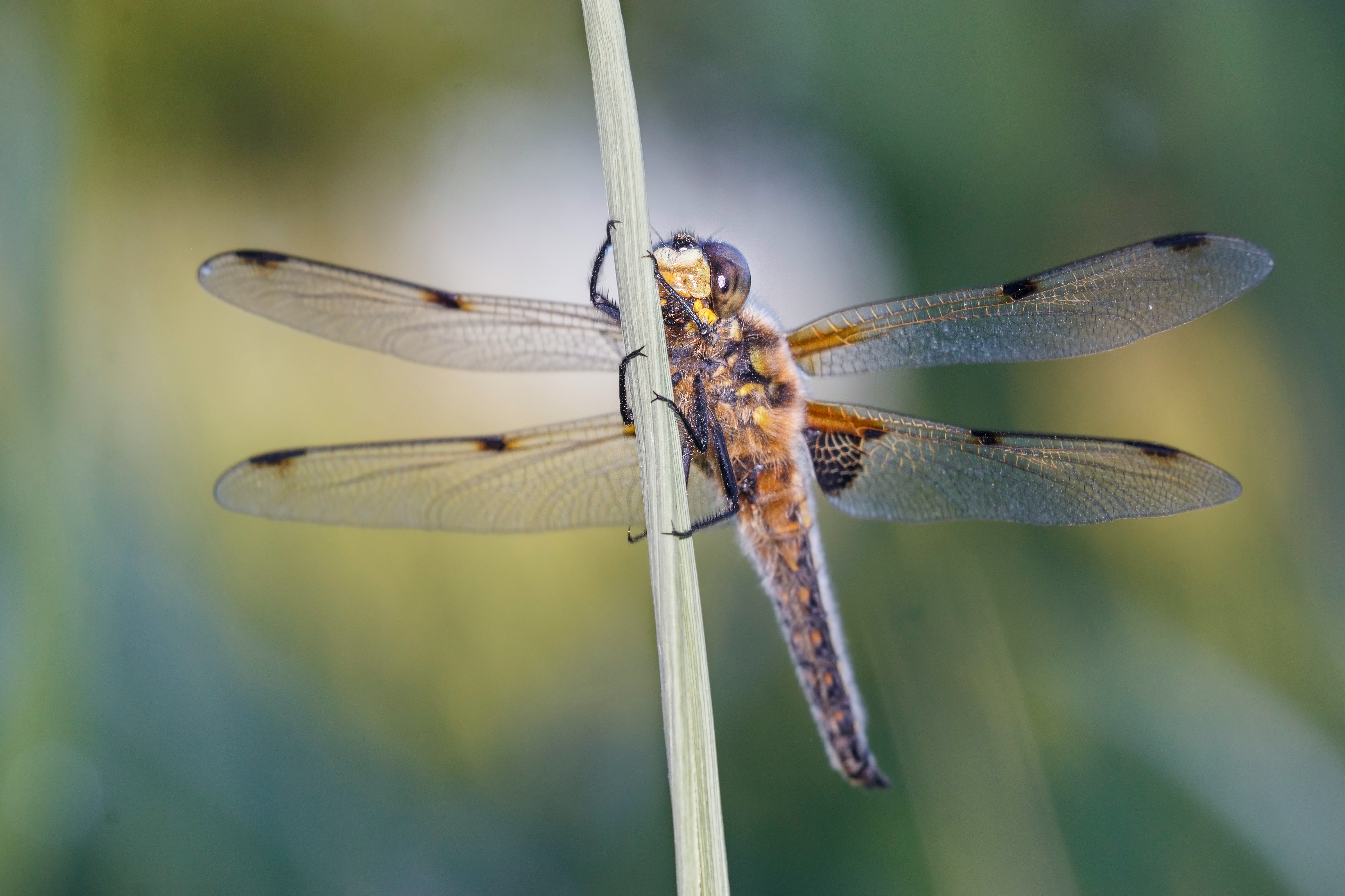 de-kunst-van-close-ups-0-11