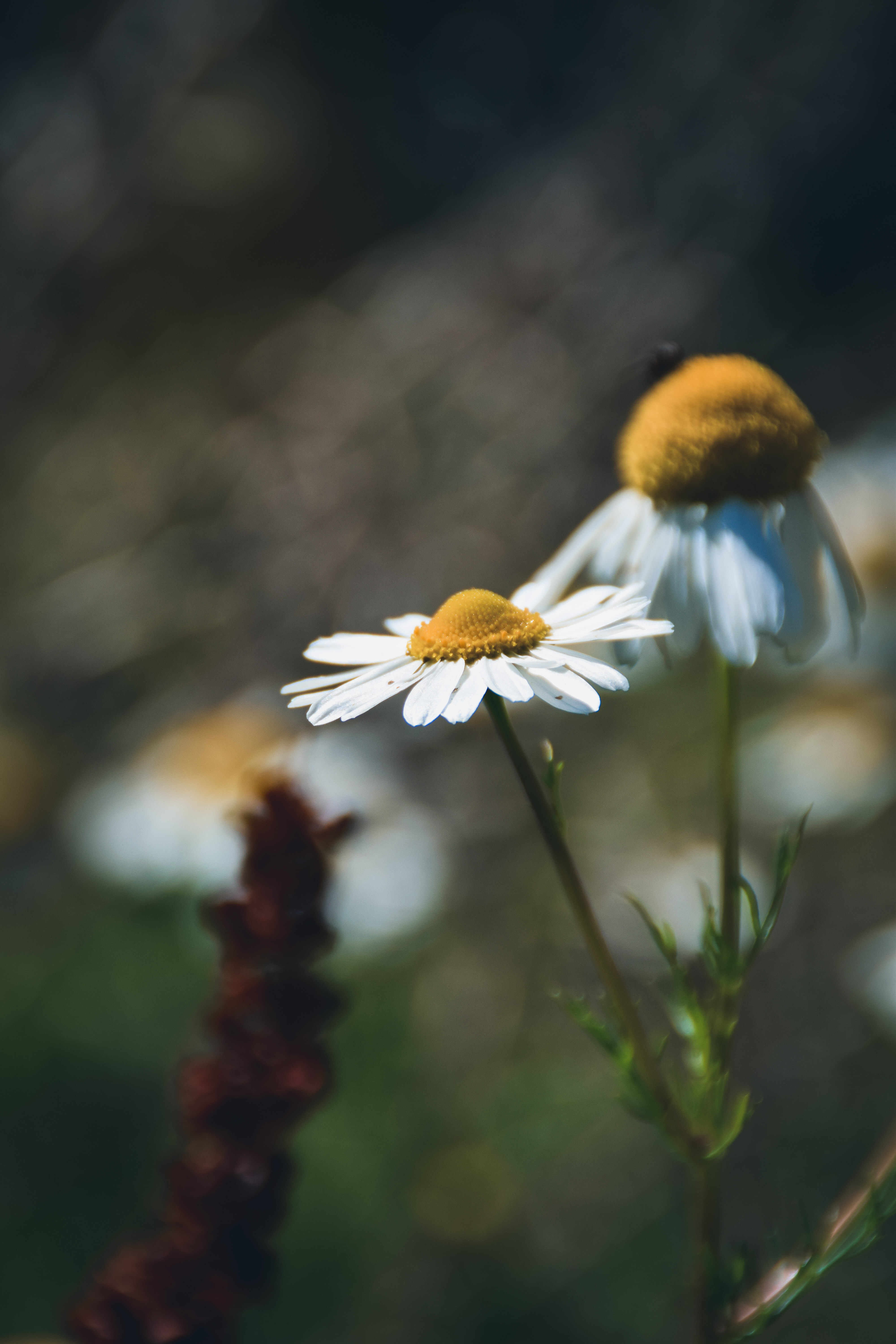 de-kunst-van-close-ups-27