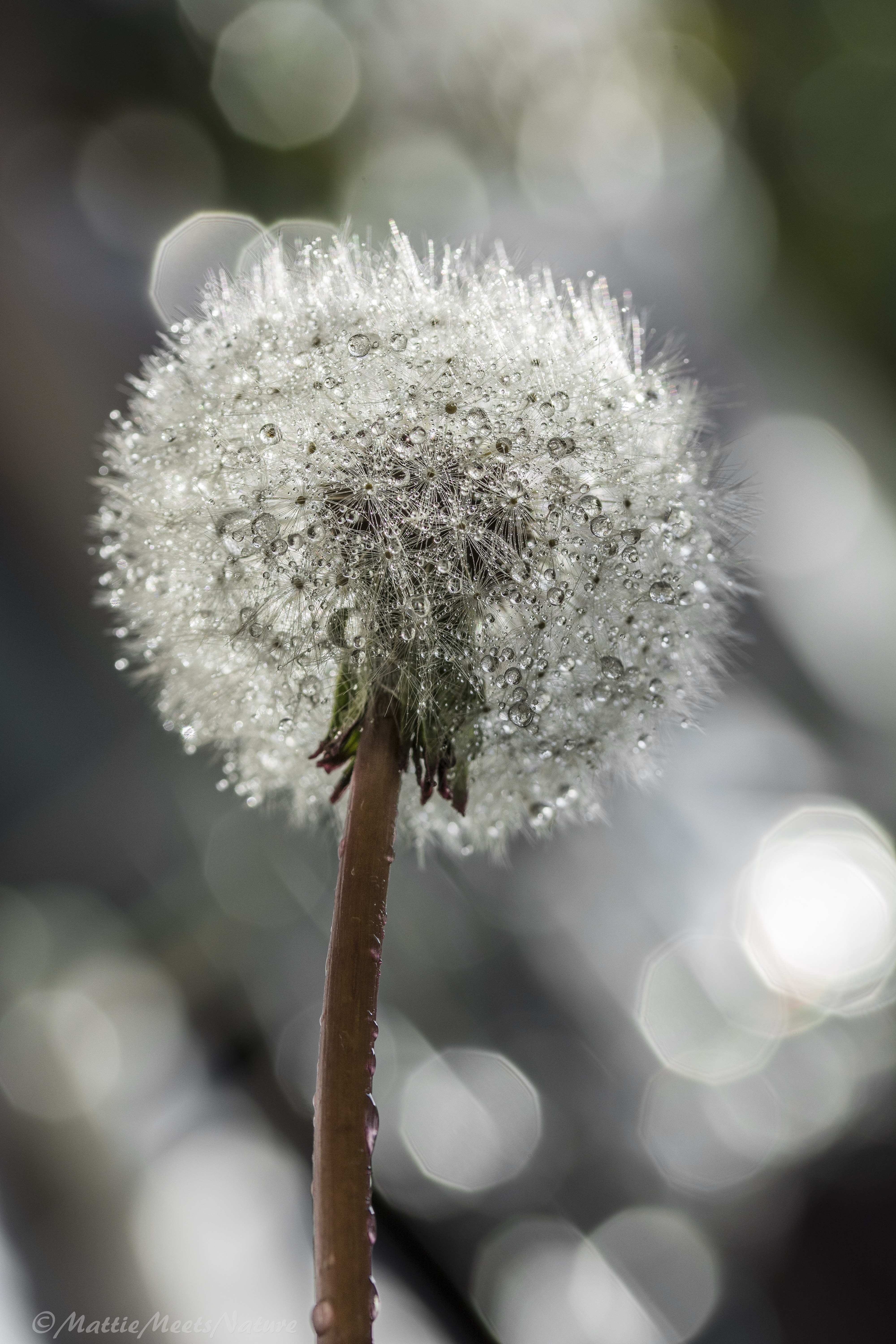 blaasbloem-in-de-ochtendstond