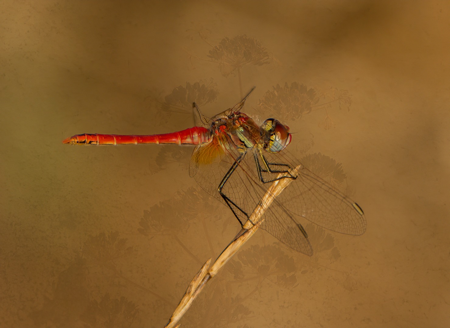 bloedrode-heidelibel-1