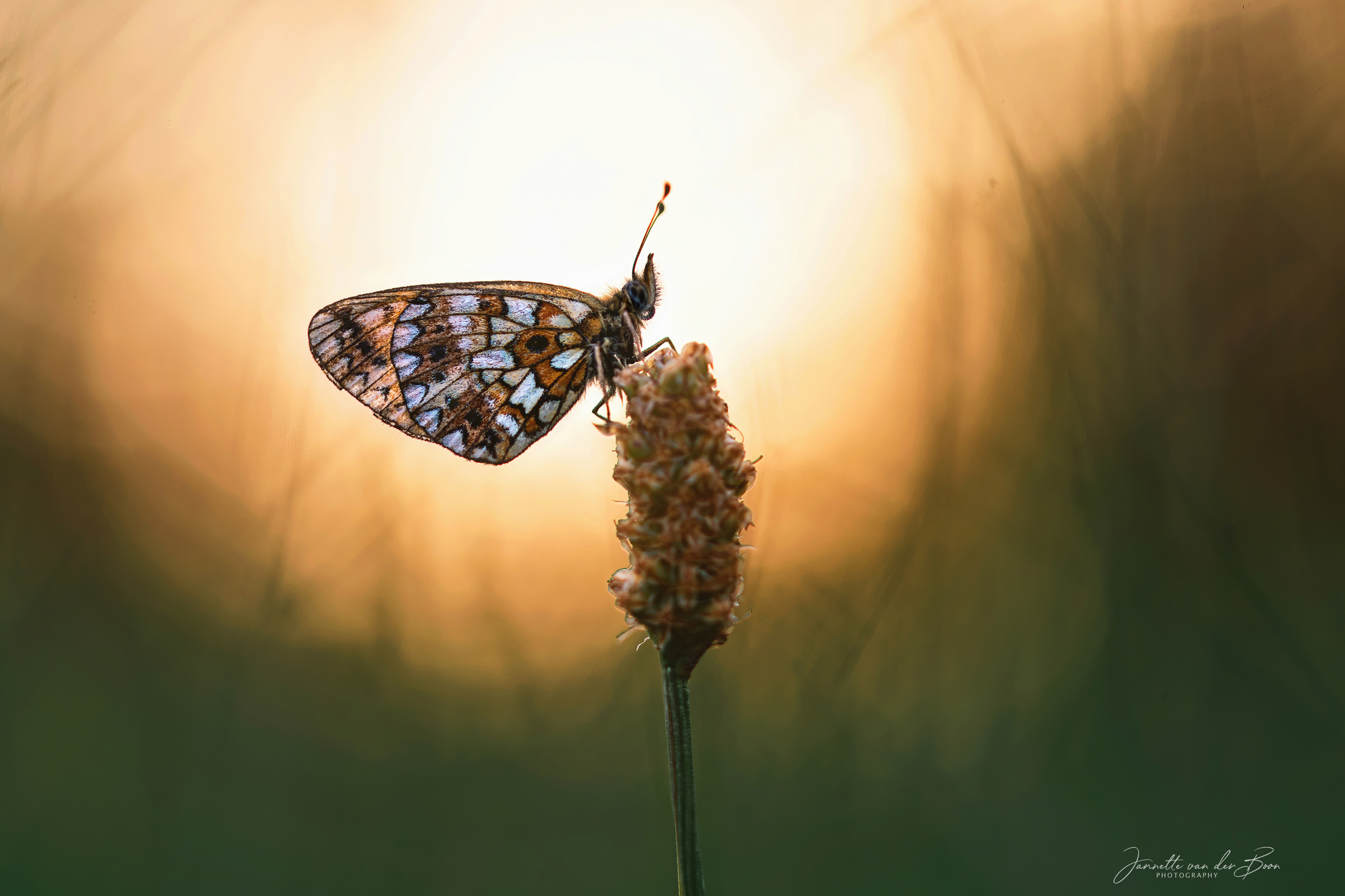 de-kunst-van-close-ups-28