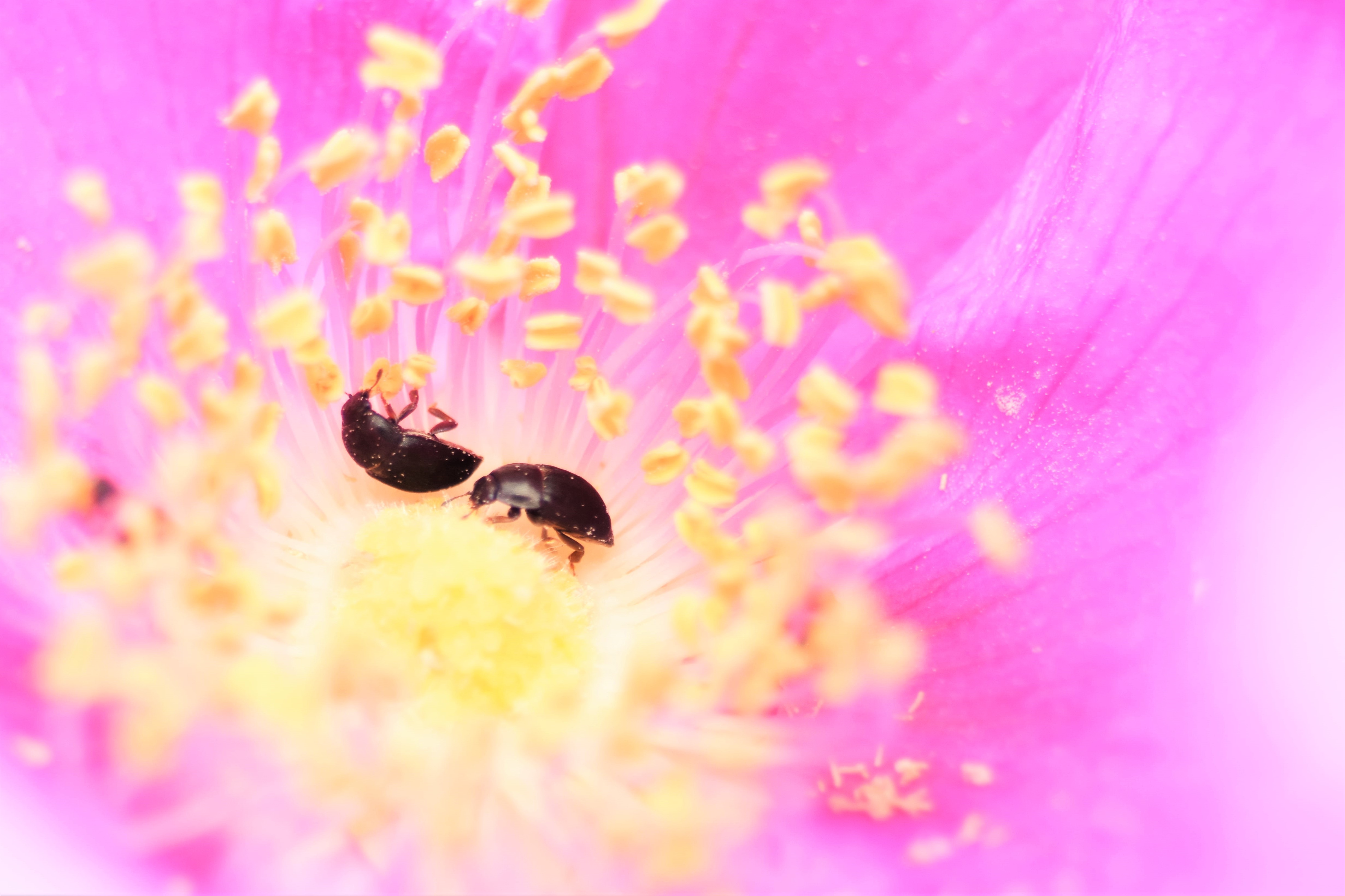 de-kunst-van-close-ups-35