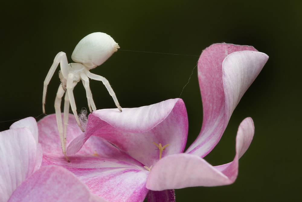 de-kunst-van-close-ups-36