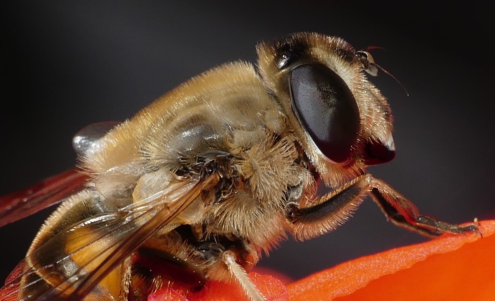 de-kunst-van-close-ups-38