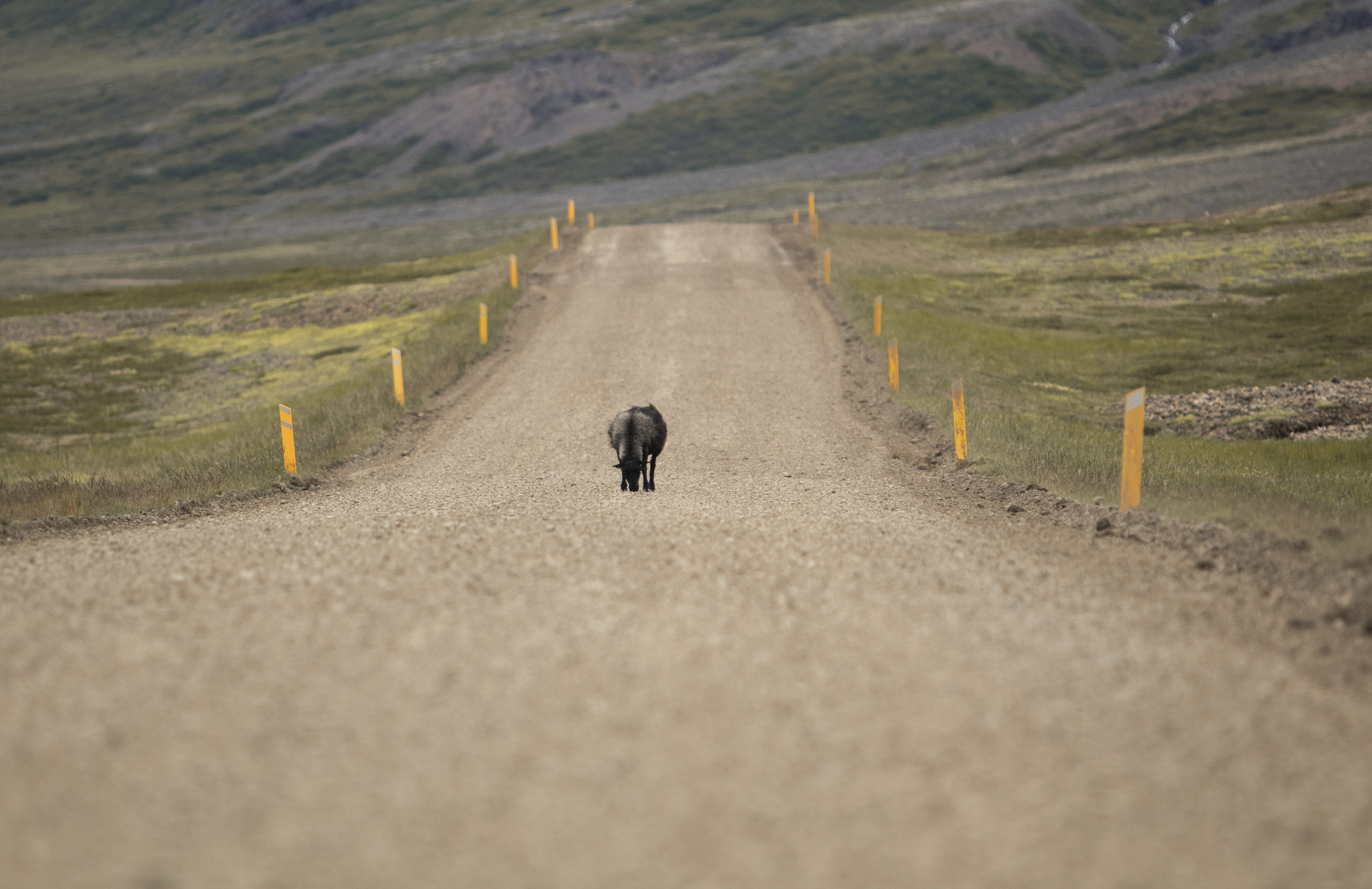 route-95-oost-ijsland