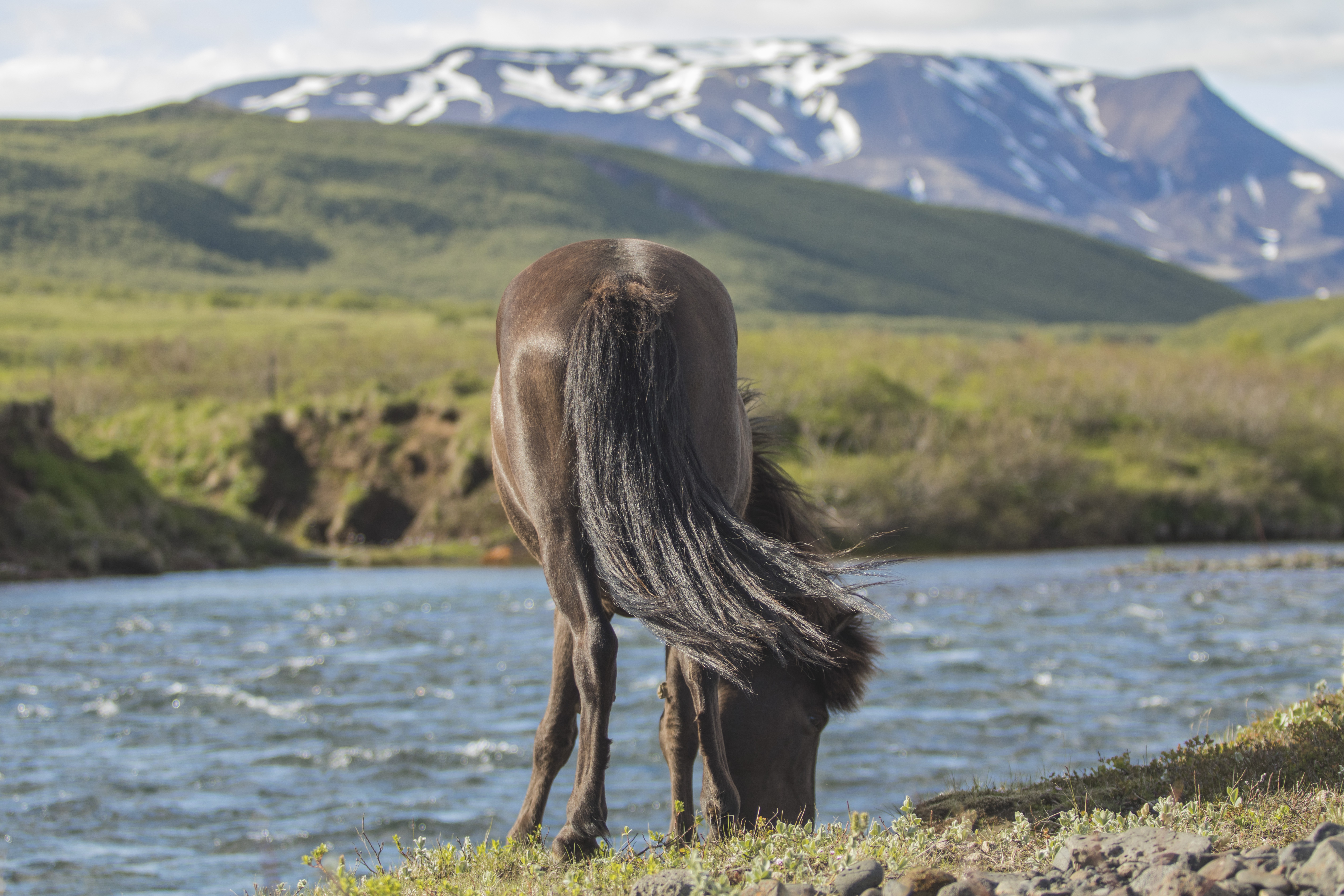 ijslands-paard-zuid-ijsland