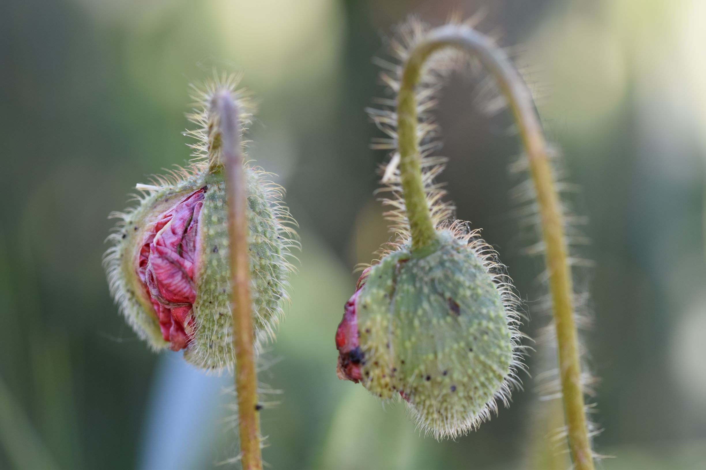 de-kunst-van-close-up-6