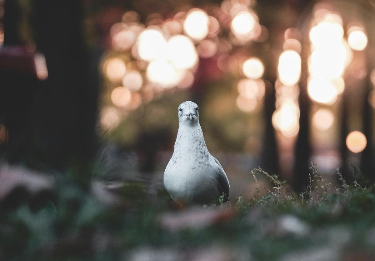 onderwerp-isoleren-in-fotografie-zo-werkt-het