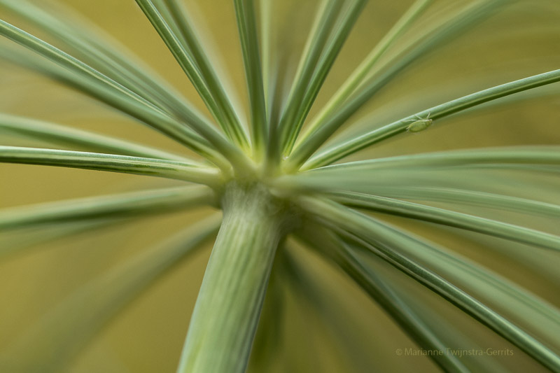 de-kunst-van-close-ups-41