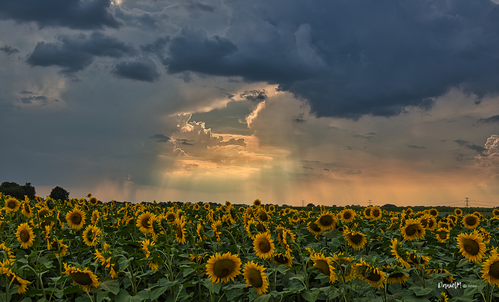 zonnebloemen-in-het-avondlicht
