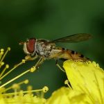 rafelige-vleugeltjes