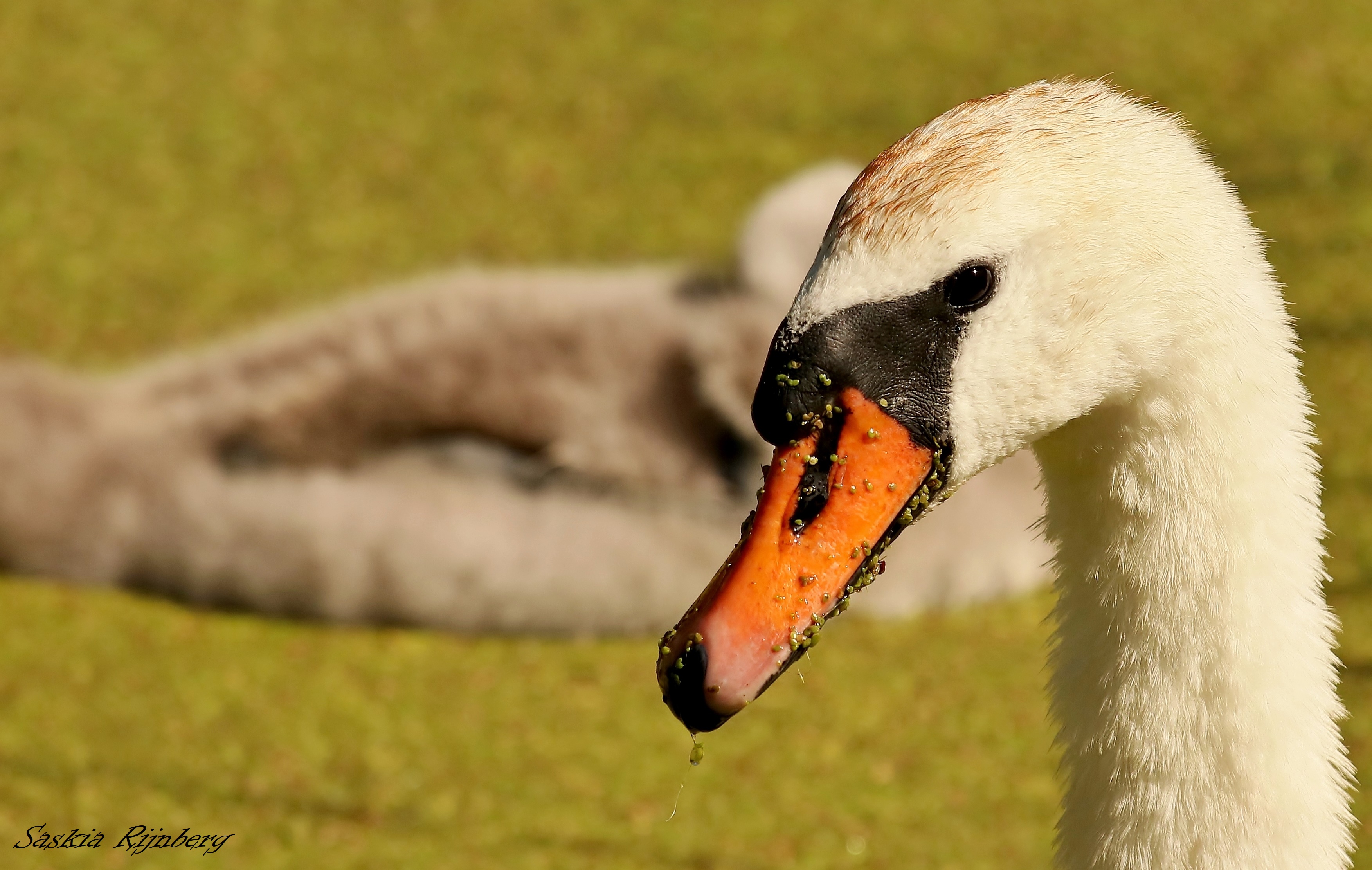 ik-hou-je-in-de-gaten