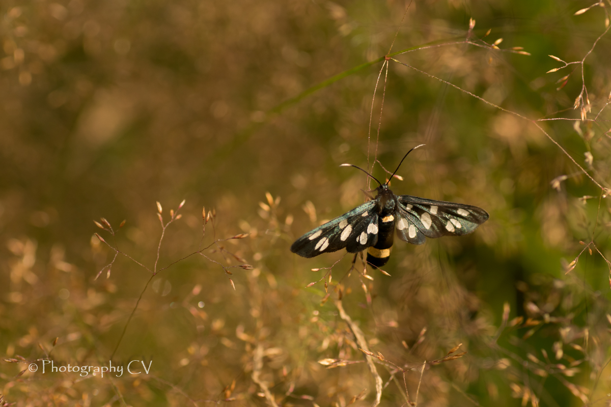 de-kunst-van-close-ups-54