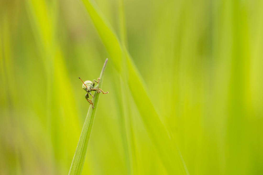 de-kunst-van-close-ups-0-4