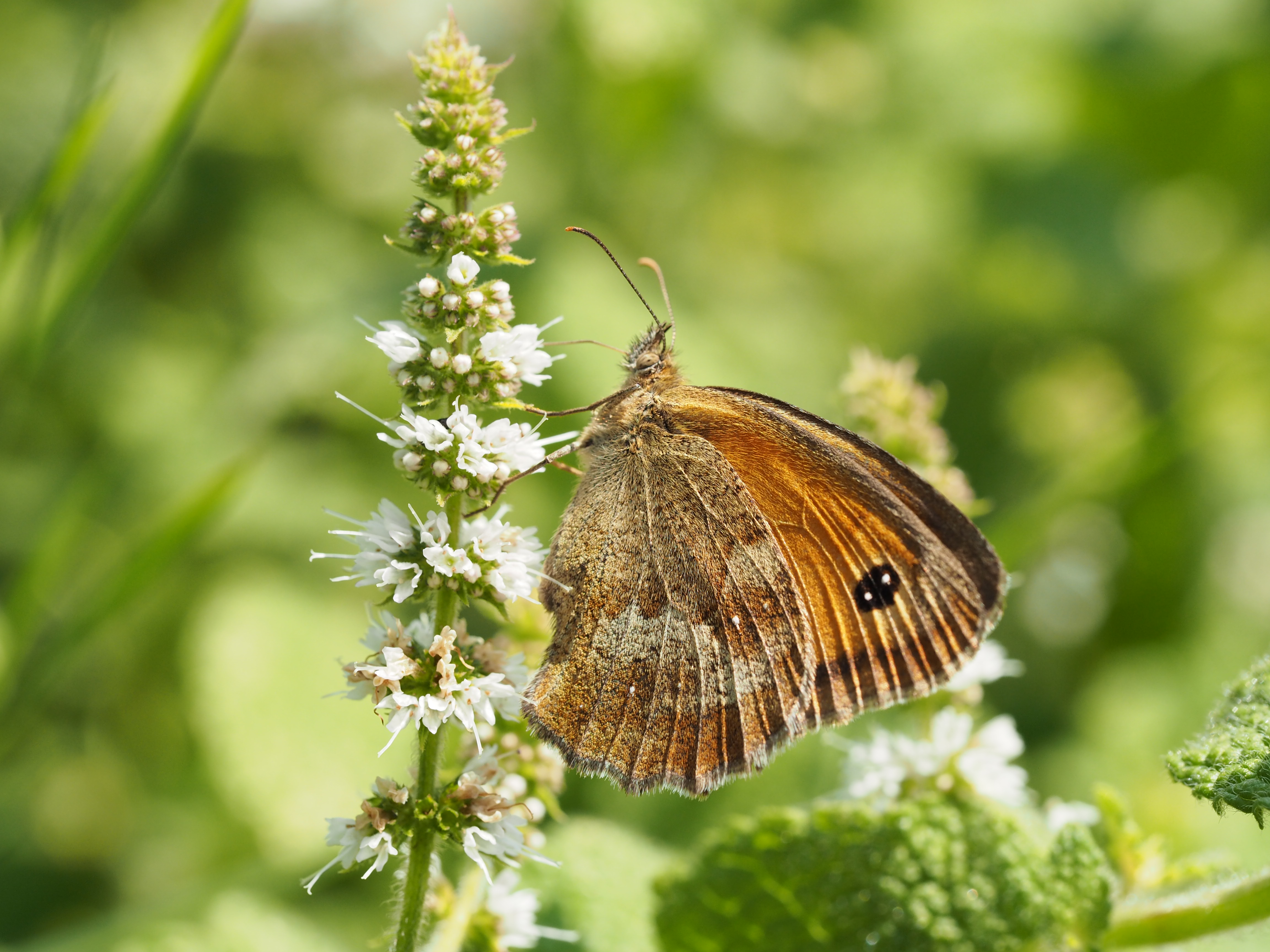 de-kunst-van-close-up-7