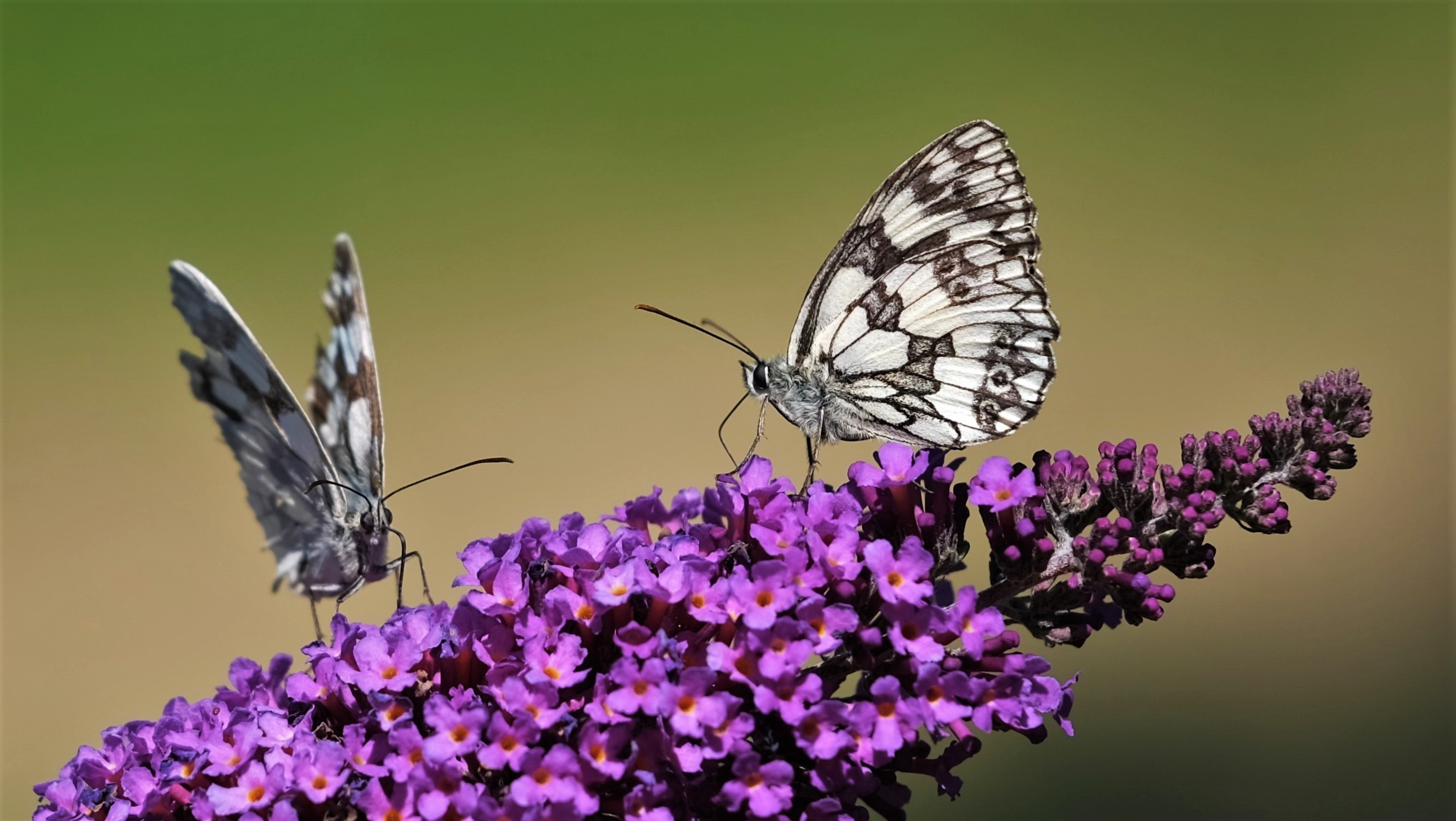 de-kunst-van-close-ups-57