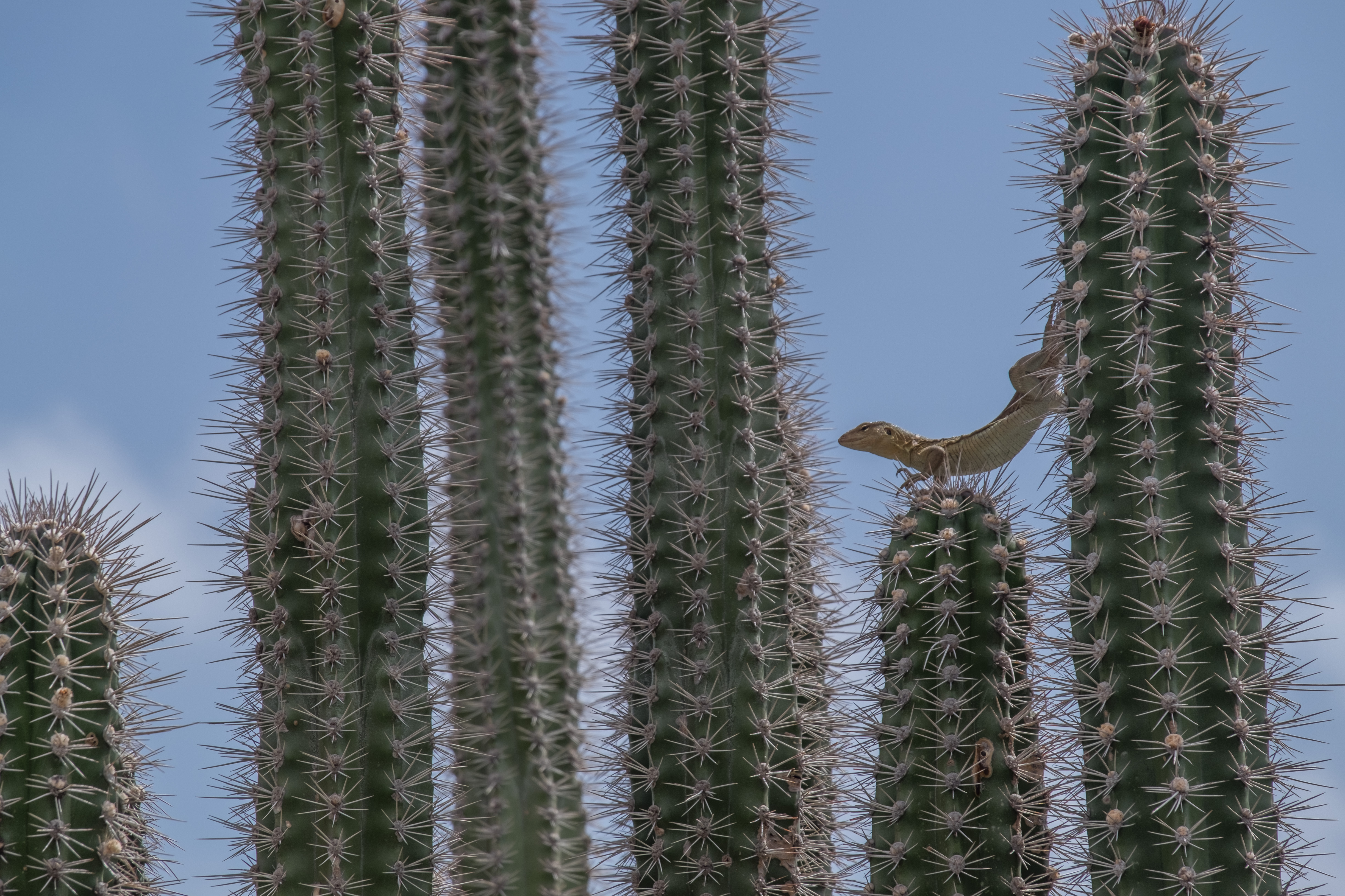 hagedis-die-niet-bang-is-van-een-paar-stekels-4