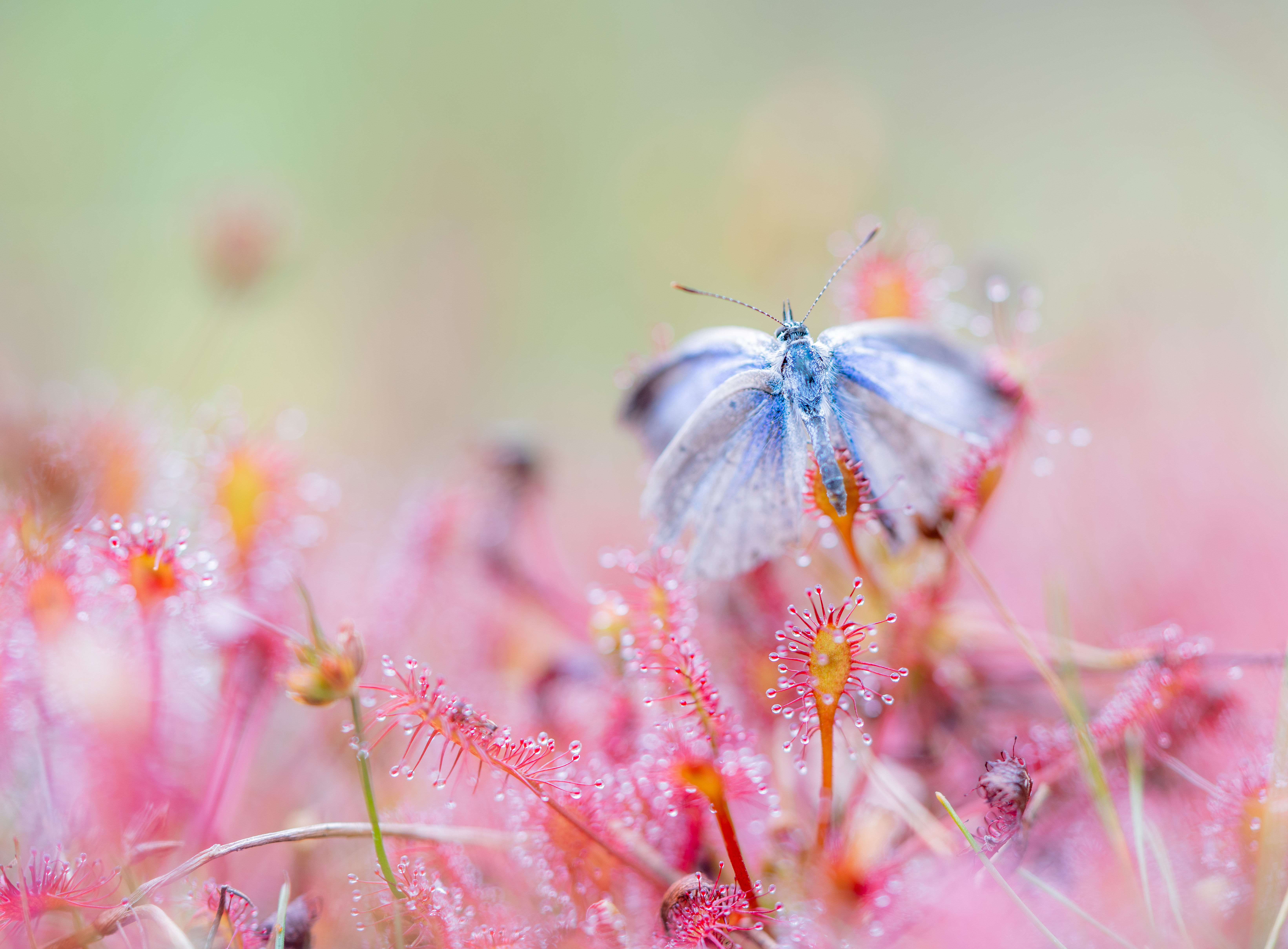 de-kunst-van-close-ups-60