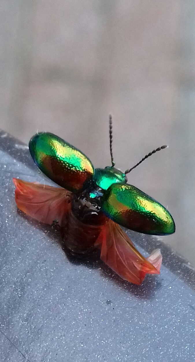 een-goudhaantje-net-voor-hij-wegvliegt