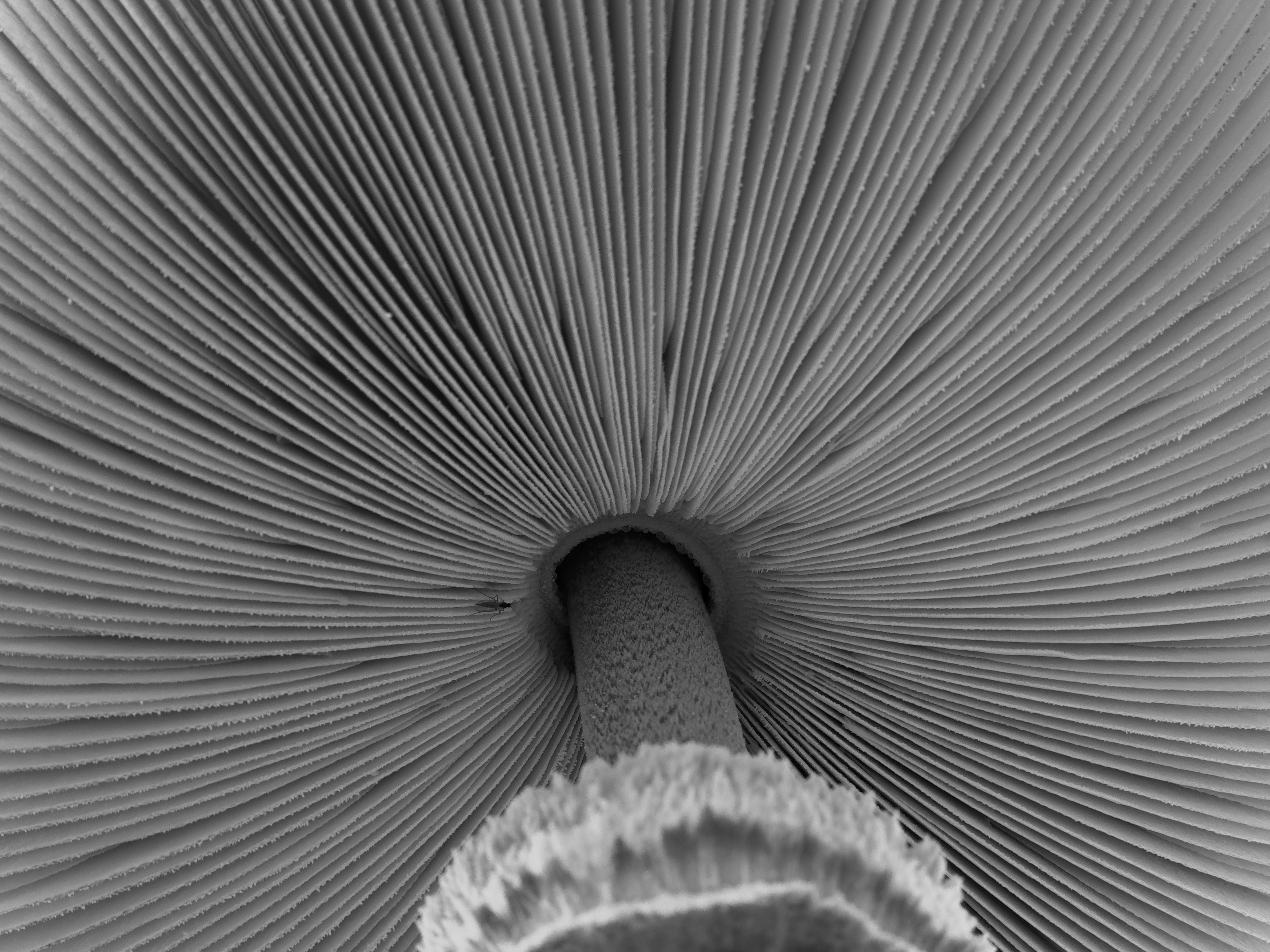 de-kunst-van-close-ups-63