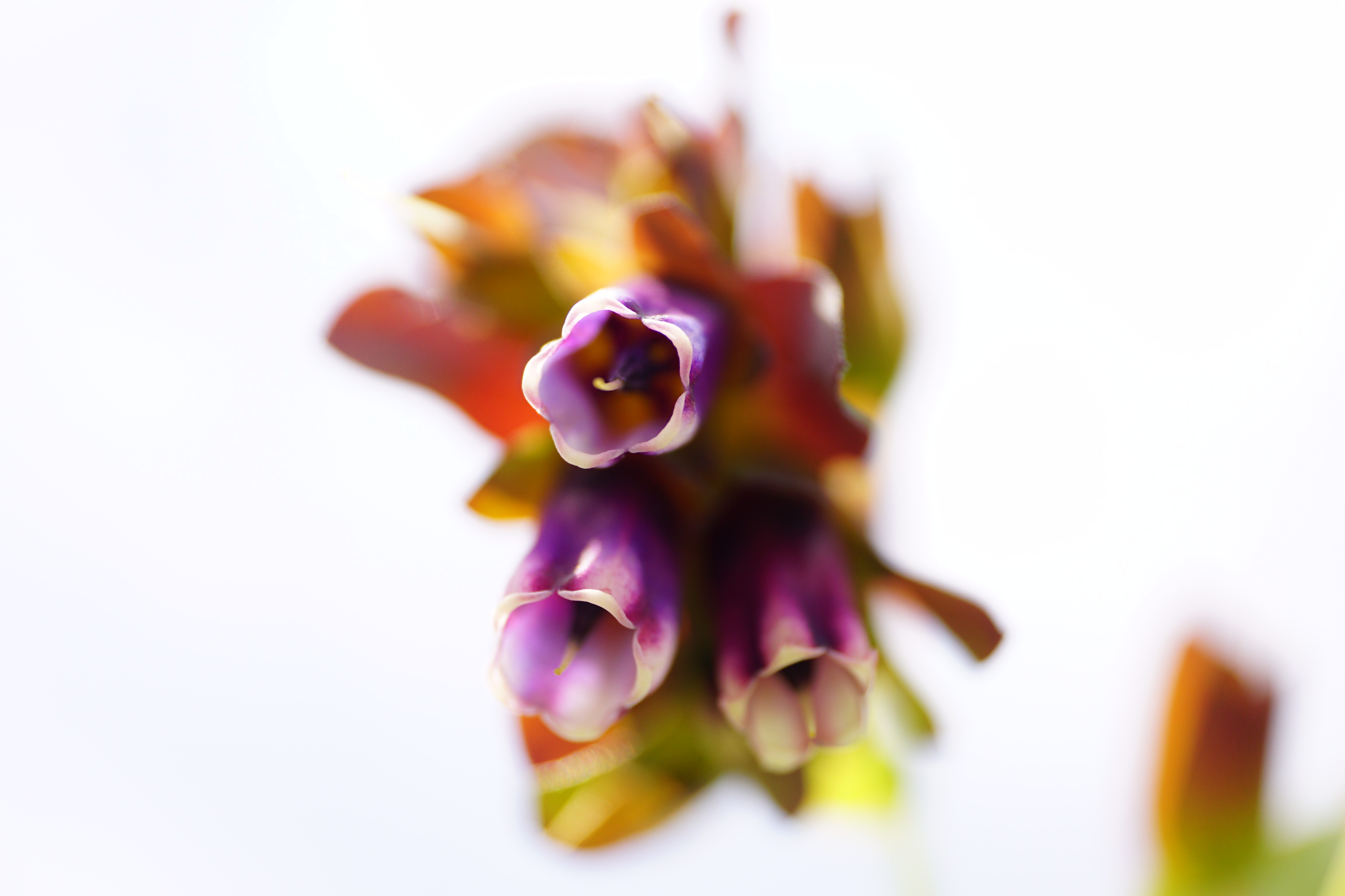 de-kunst-van-close-ups-65