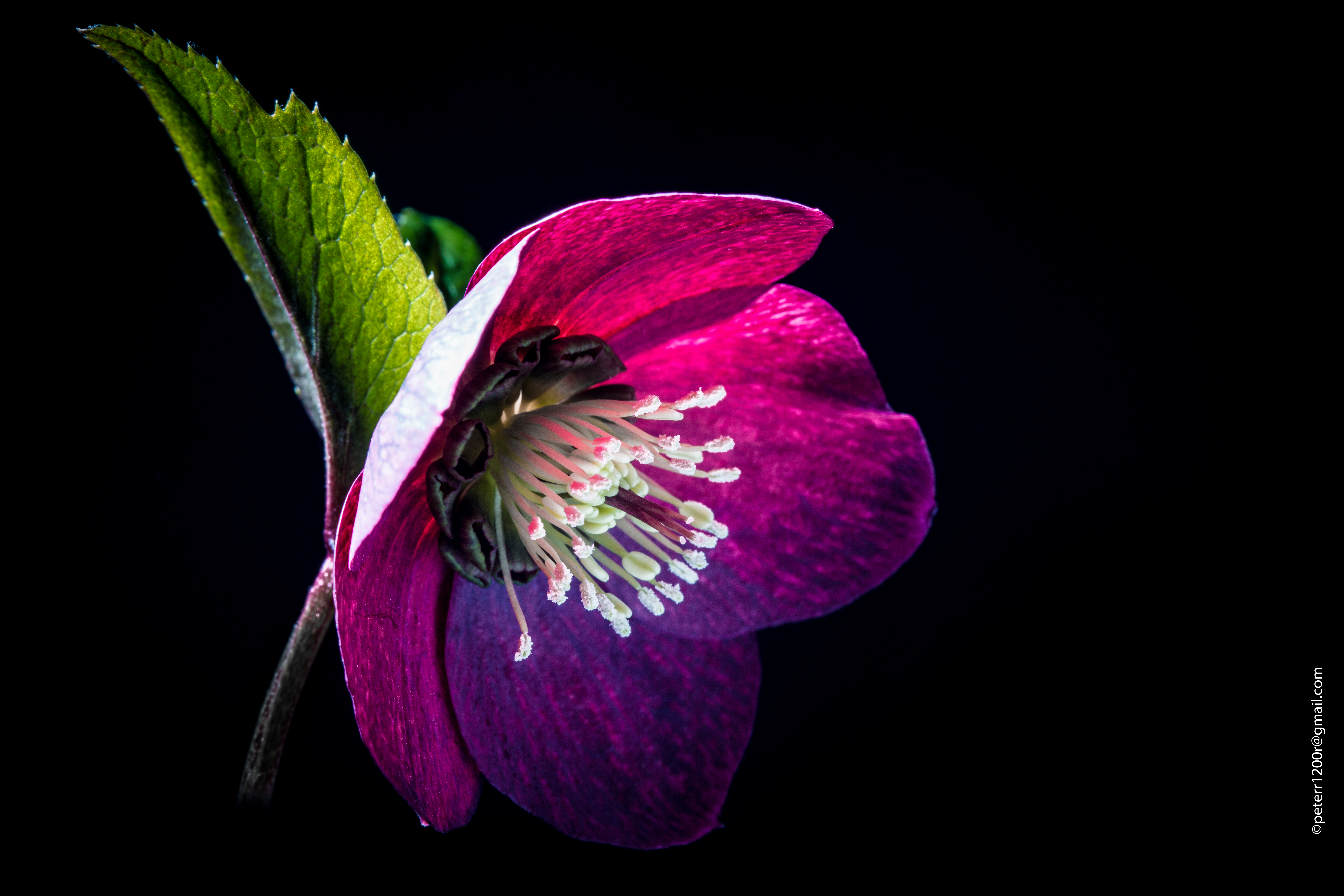 de-kunst-van-close-ups-67