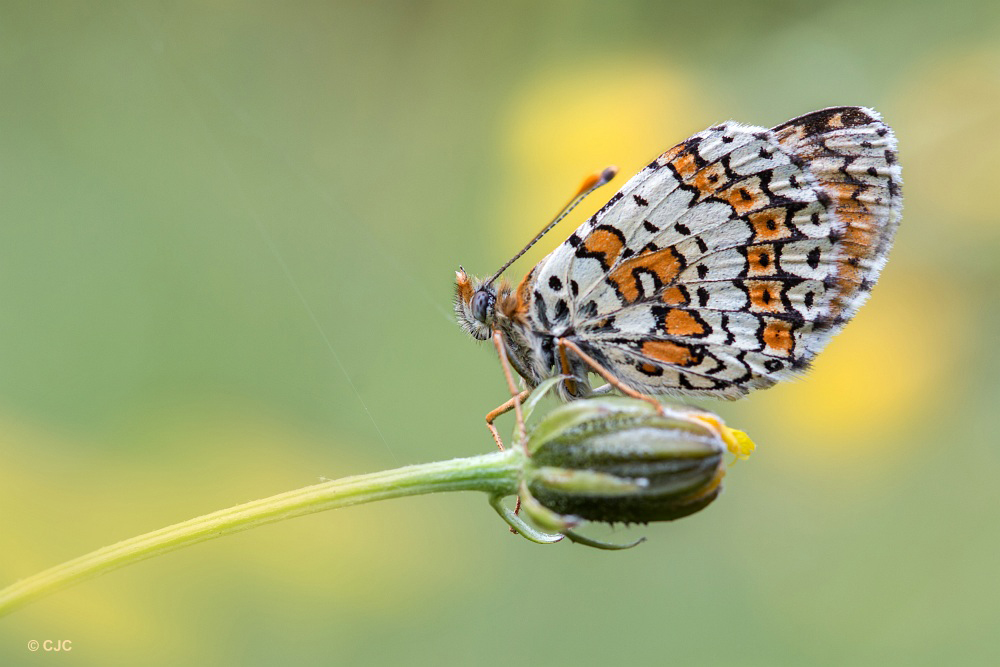 veldparelmoervlinder