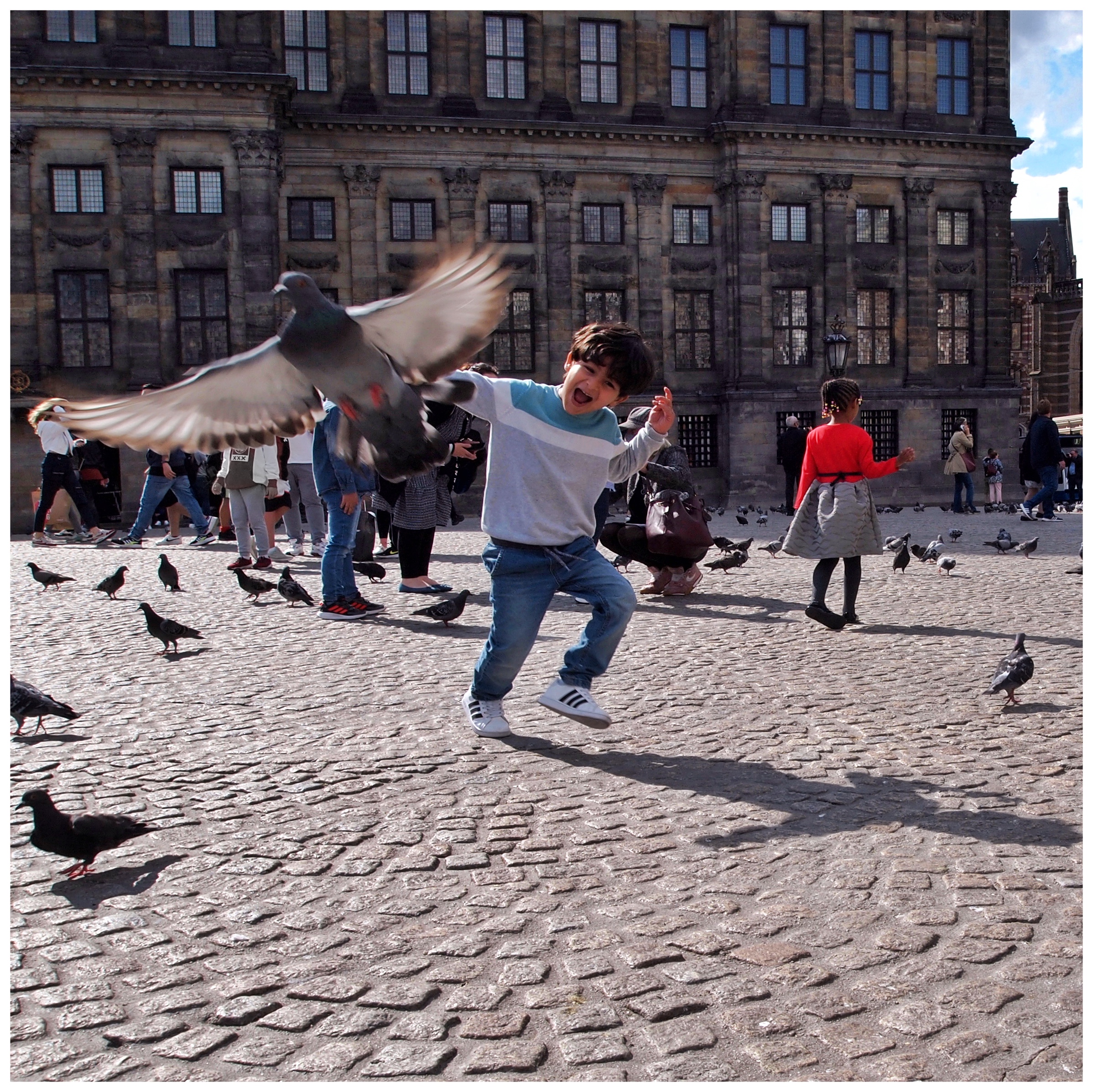 alle-duiven-op-de-dam