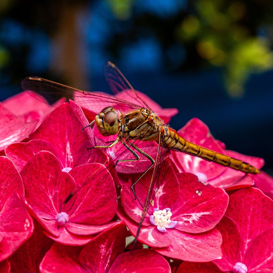 libelle-op-een-hortensia