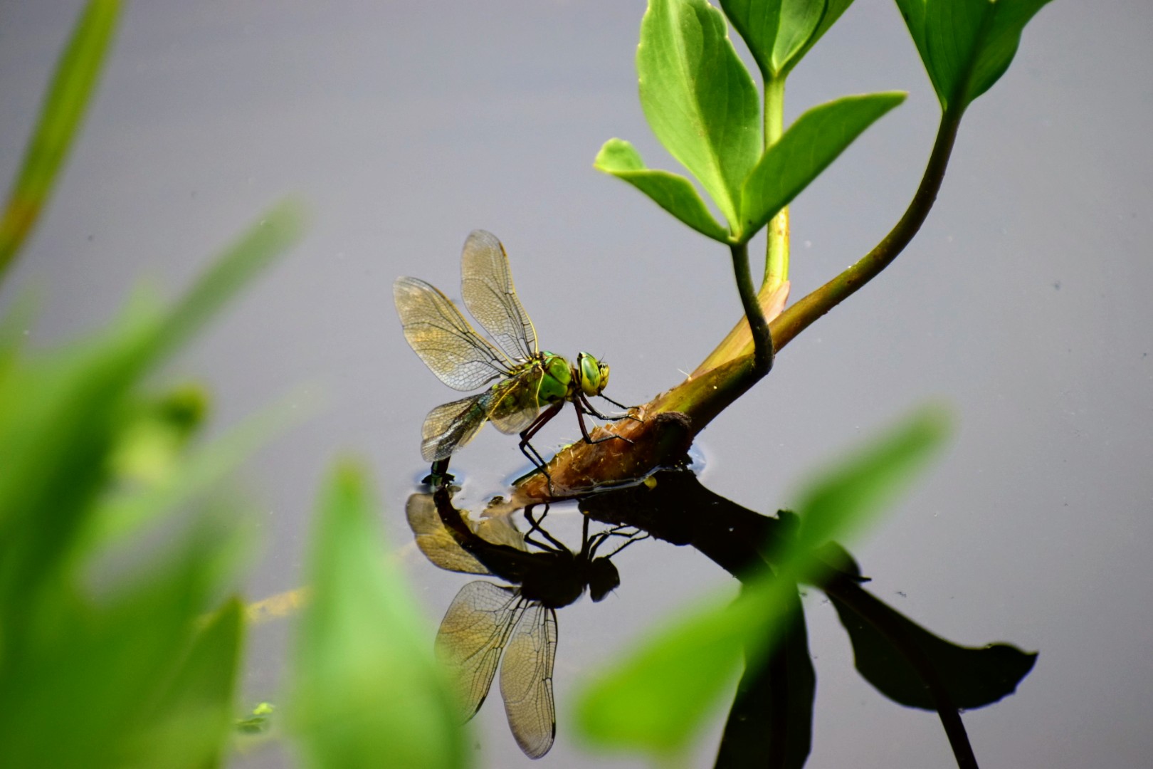libelle-in-onze-vijver