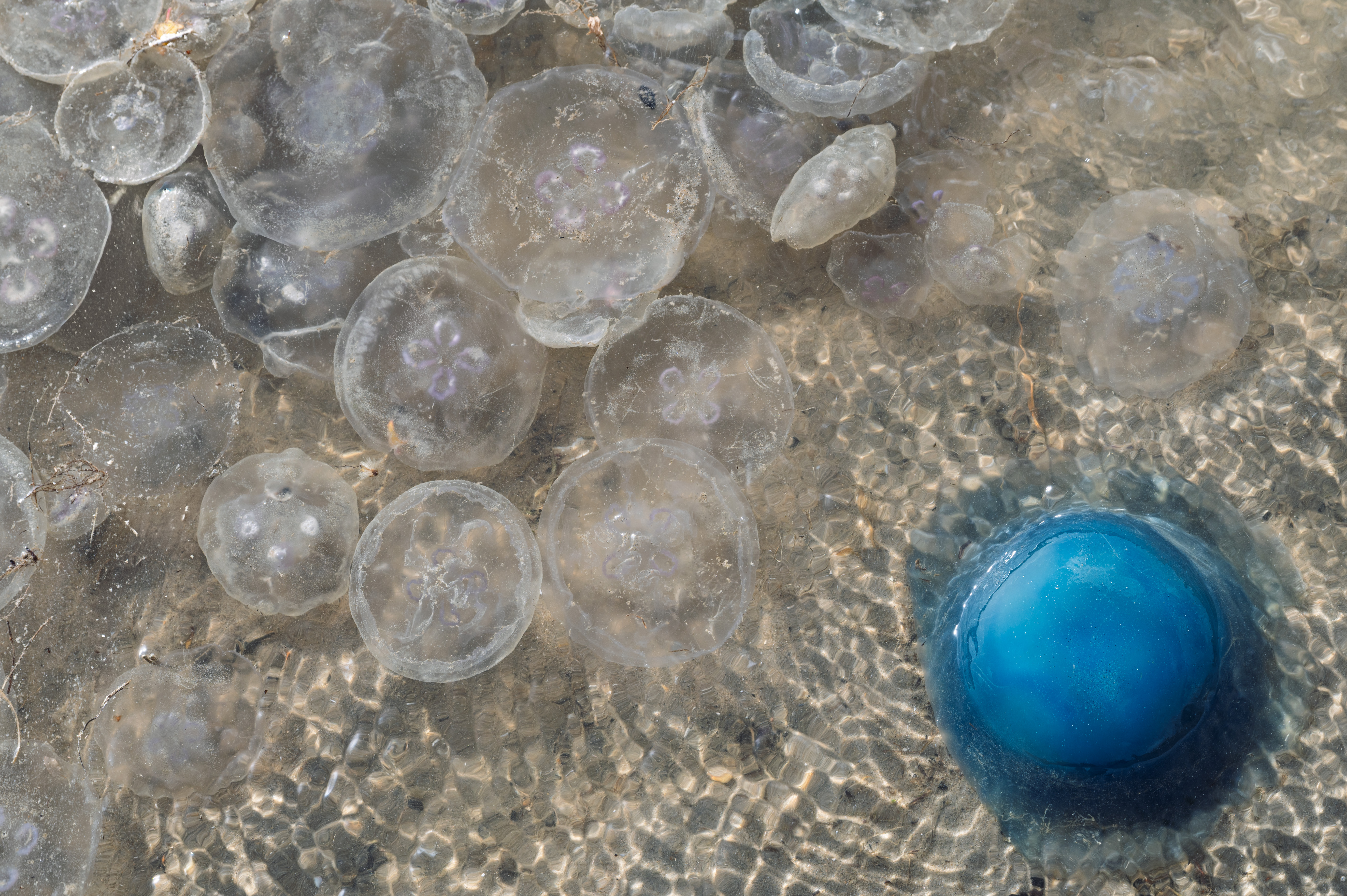 kwallen-op-het-strand-0