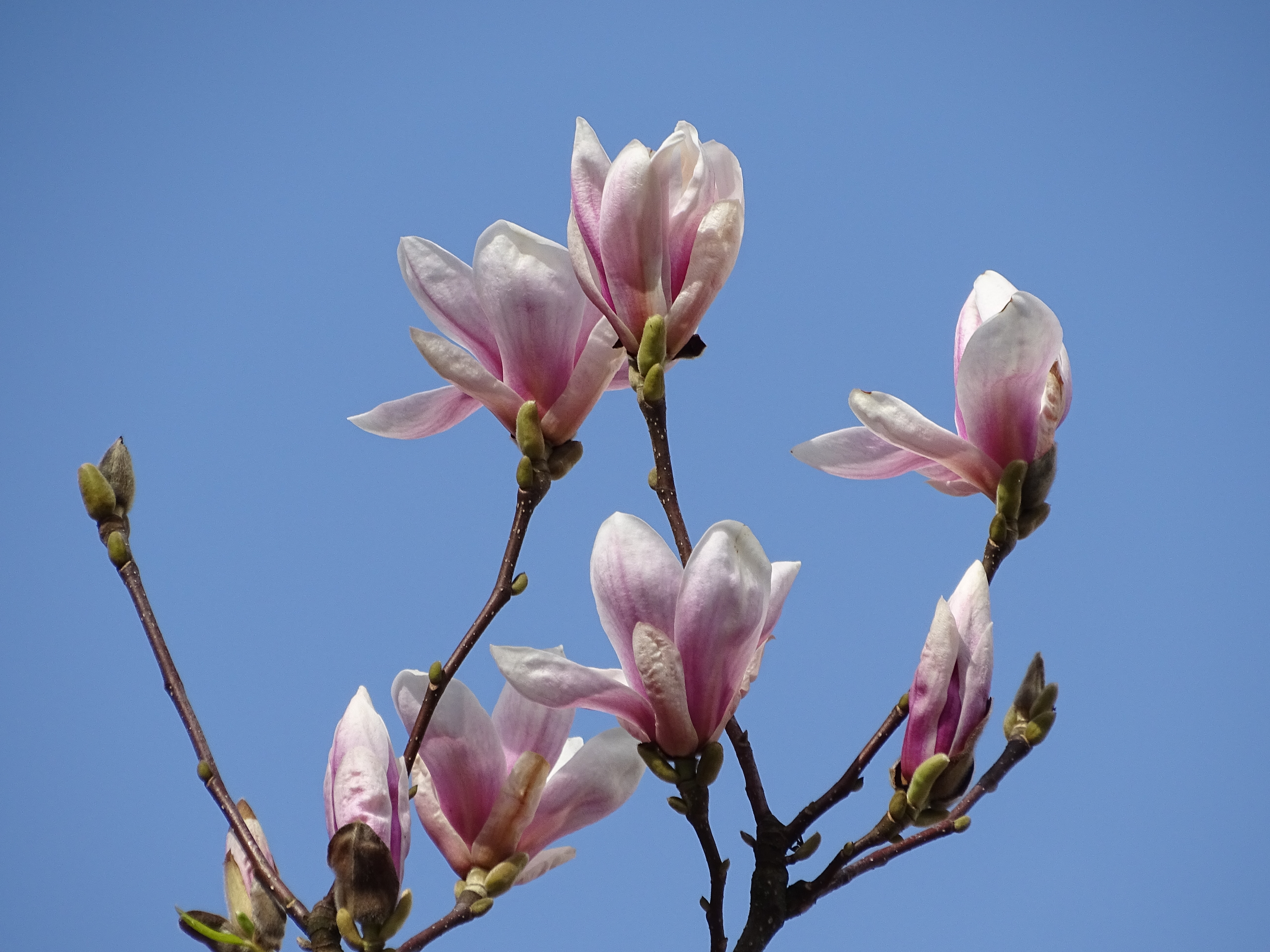 magnolia-2