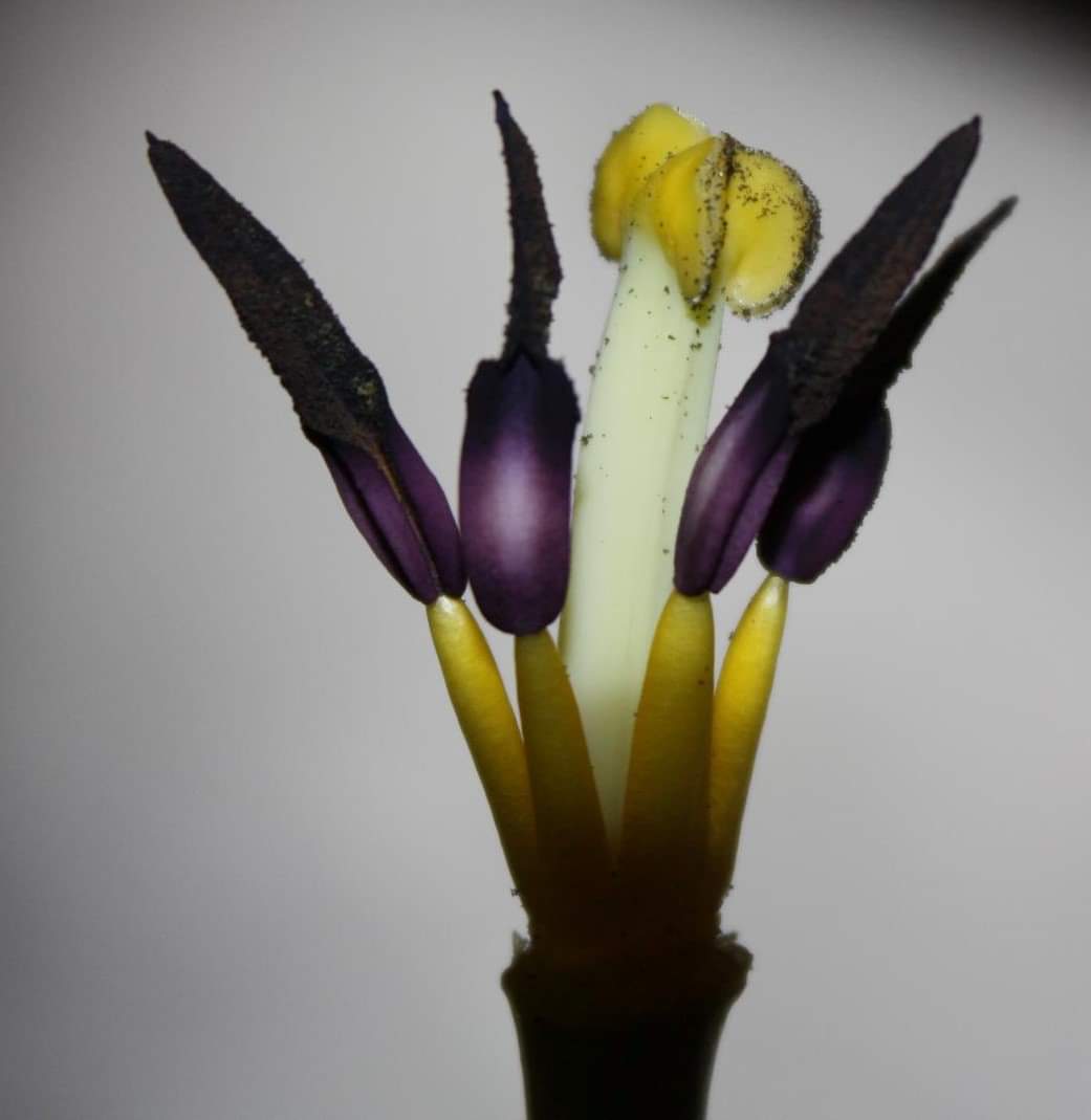 uitgebloeid-maar-mooi