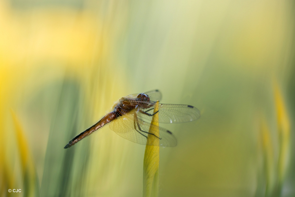 natuurlijke-omgeving