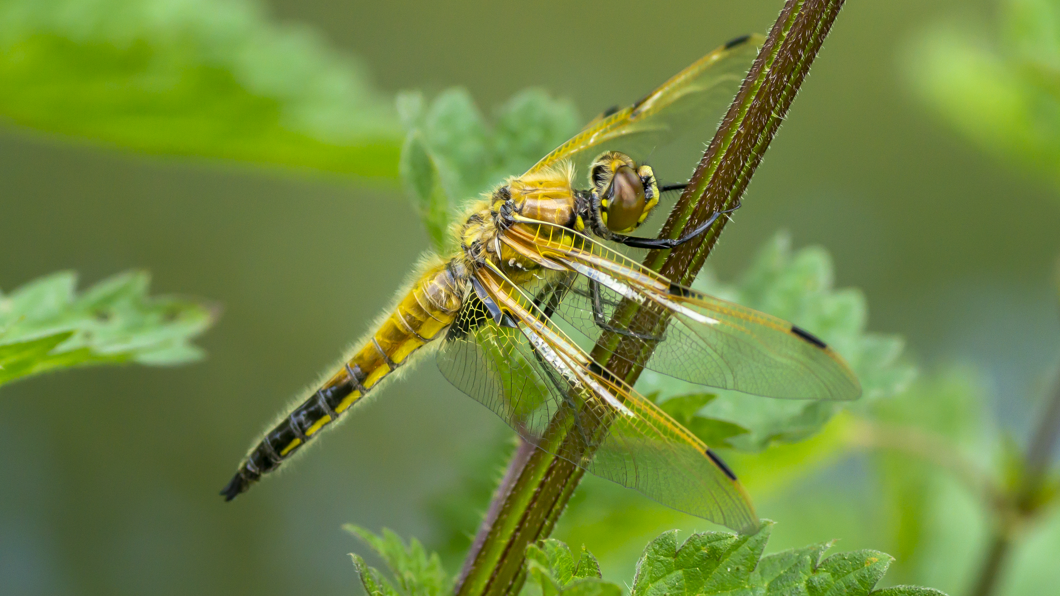 viervlek-libelle-1