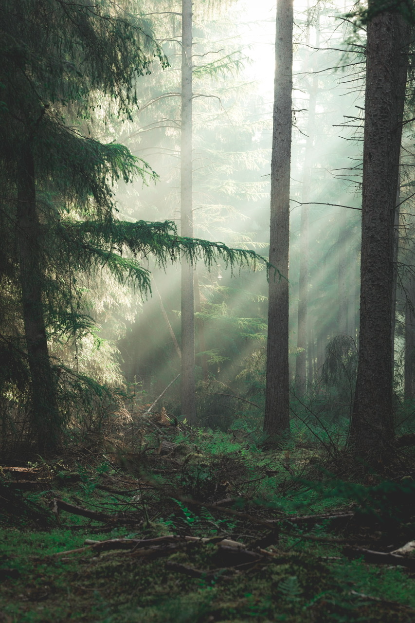 warme-bossen-in-drenthe