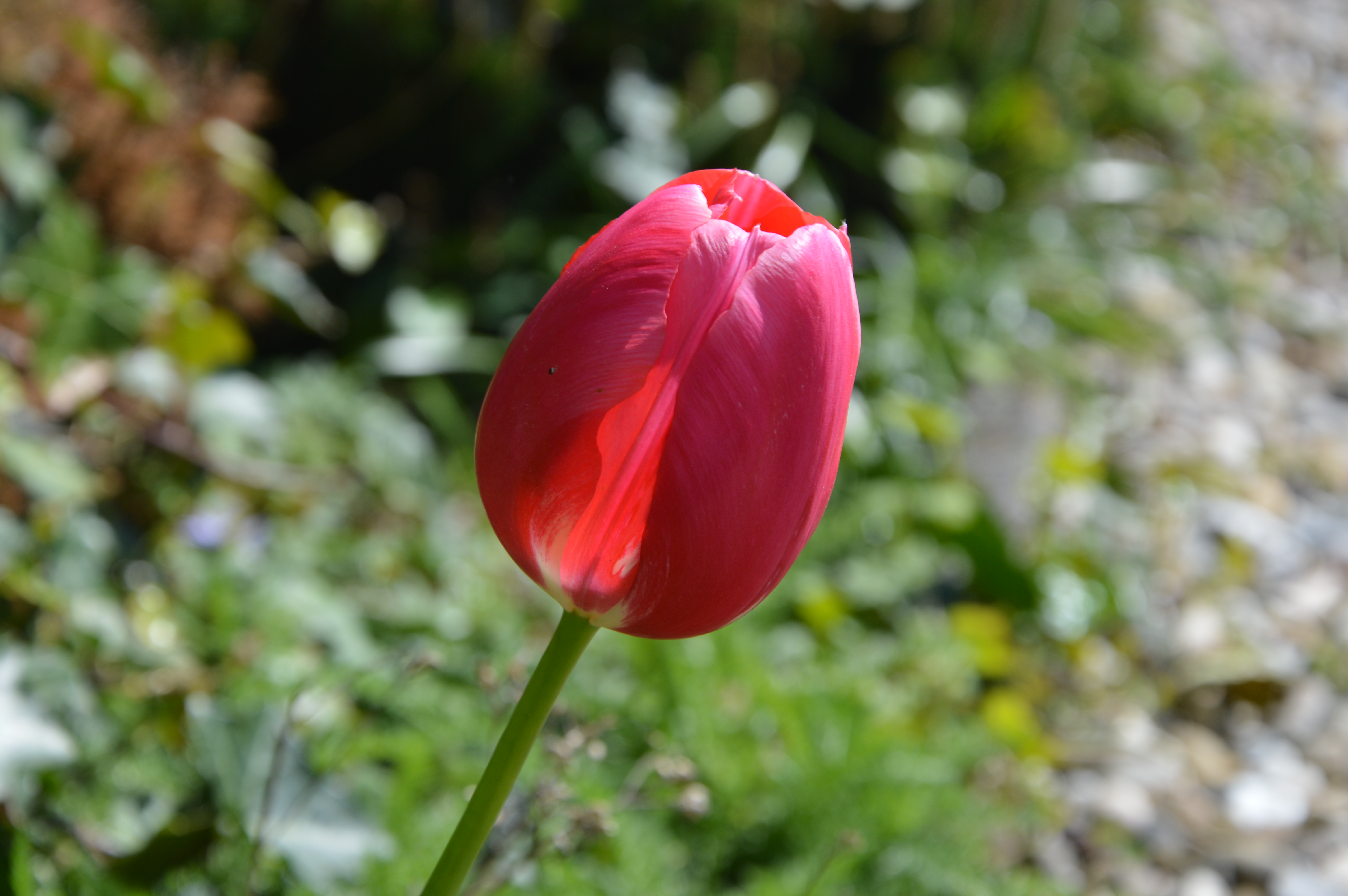 tulp-4