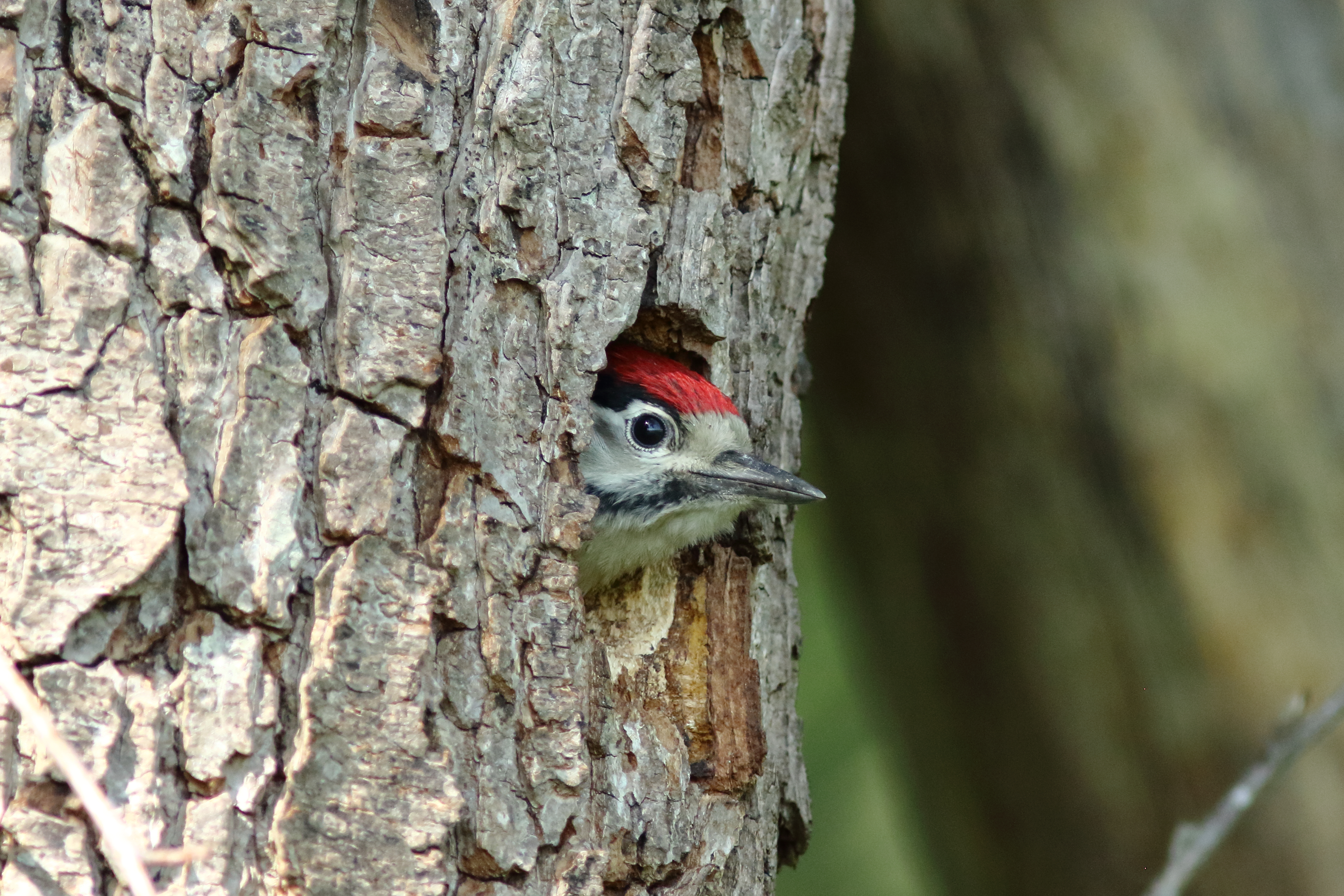 kiekeboe-bonte-specht